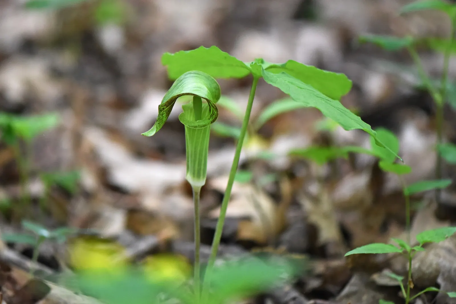 Jack-In-The-Pulpit (Arisaema Triphyllum) — The spathe\'s curious shape resembles a pulpit; well-drained soil rich in organic matter, image 100