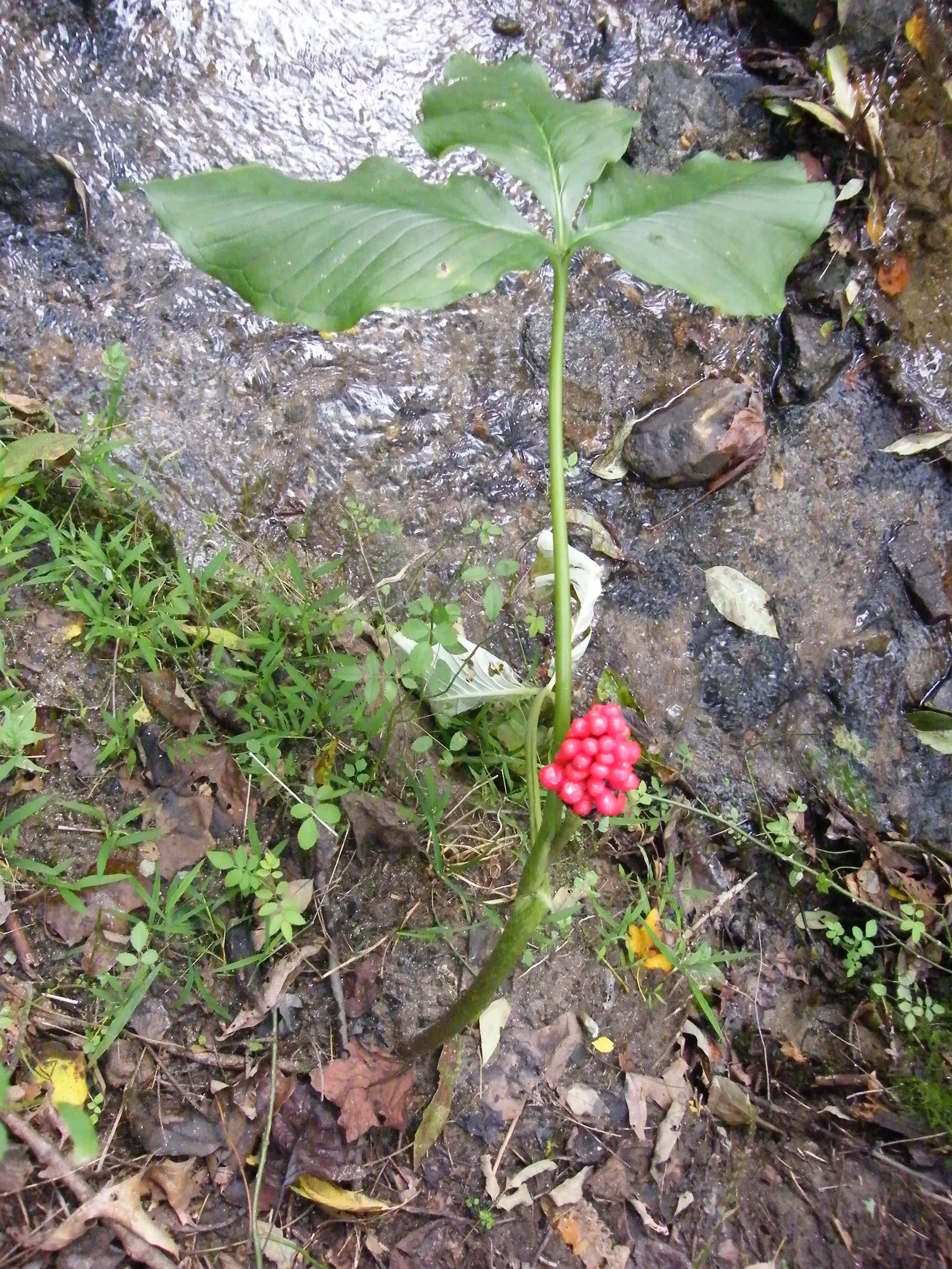 Jack-In-The-Pulpit (Arisaema Triphyllum) — It features a hooded spathe up to 5 inches tall, concealing a spadix