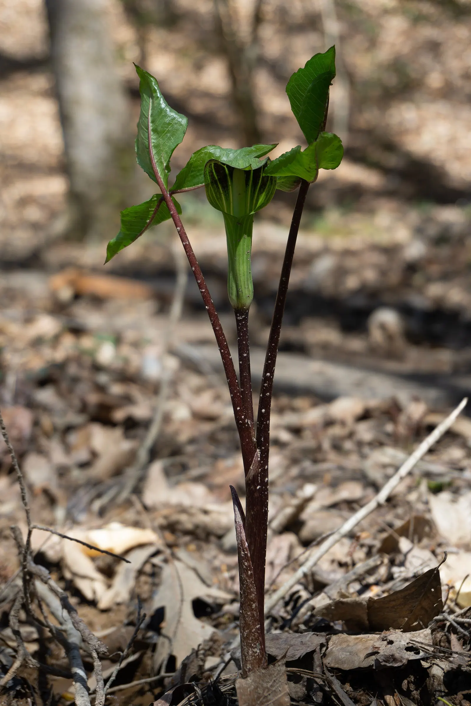 Jack-In-The-Pulpit (Arisaema Triphyllum) — This plant, native to eastern North America, grows 1-2 feet high and spreads 1 foot; it features a, image 70