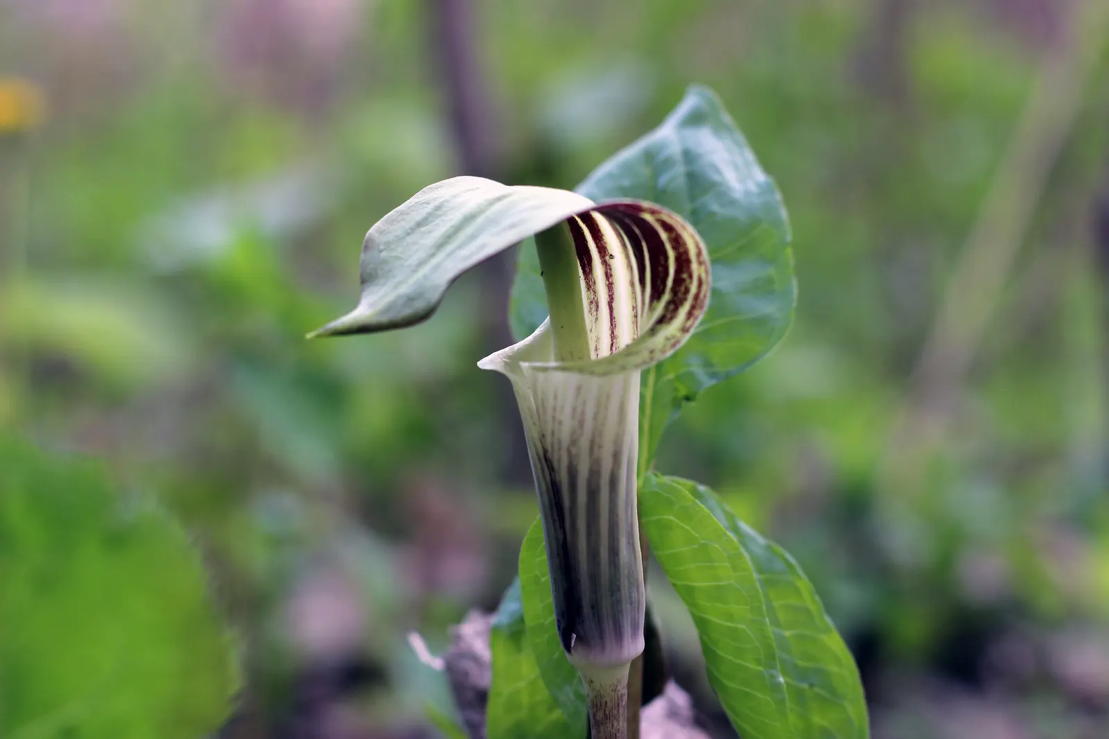 Jack-In-The-Pulpit (Arisaema Triphyllum) — scientifically named Arisaema triphyllum; rich soil with partial to full shade, image 51