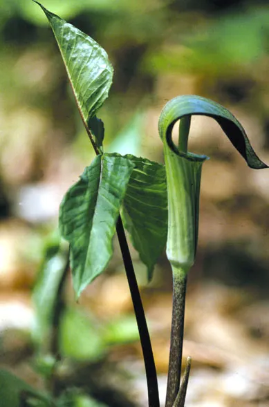 Jack-In-The-Pulpit (Arisaema Triphyllum) — The spathe\'s curious shape resembles a pulpit