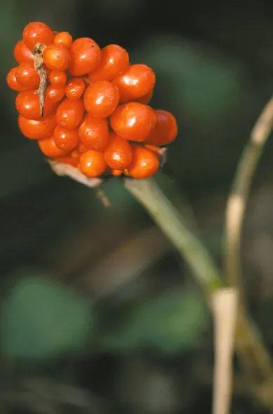 Jack-In-The-Pulpit (Arisaema Triphyllum) — rich soil with partial to full shade; this intriguing bloom, which can reach a height of 1 to 2 feet, image 90