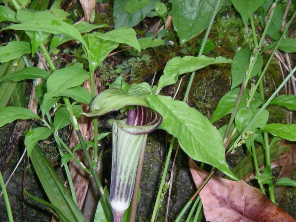 Jack-In-The-Pulpit (Arisaema Triphyllum) — a hooded spathe marked with distinctive stripes or solid colors ranging from green to deep purple; it, image 75
