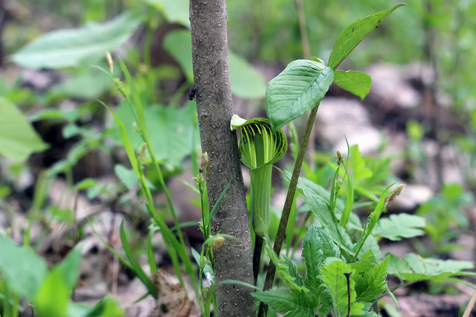 Jack-In-The-Pulpit (Arisaema Triphyllum) — Notable for its striking spring bloom and bright red berries in autumn; which encases a central spadix, image 93