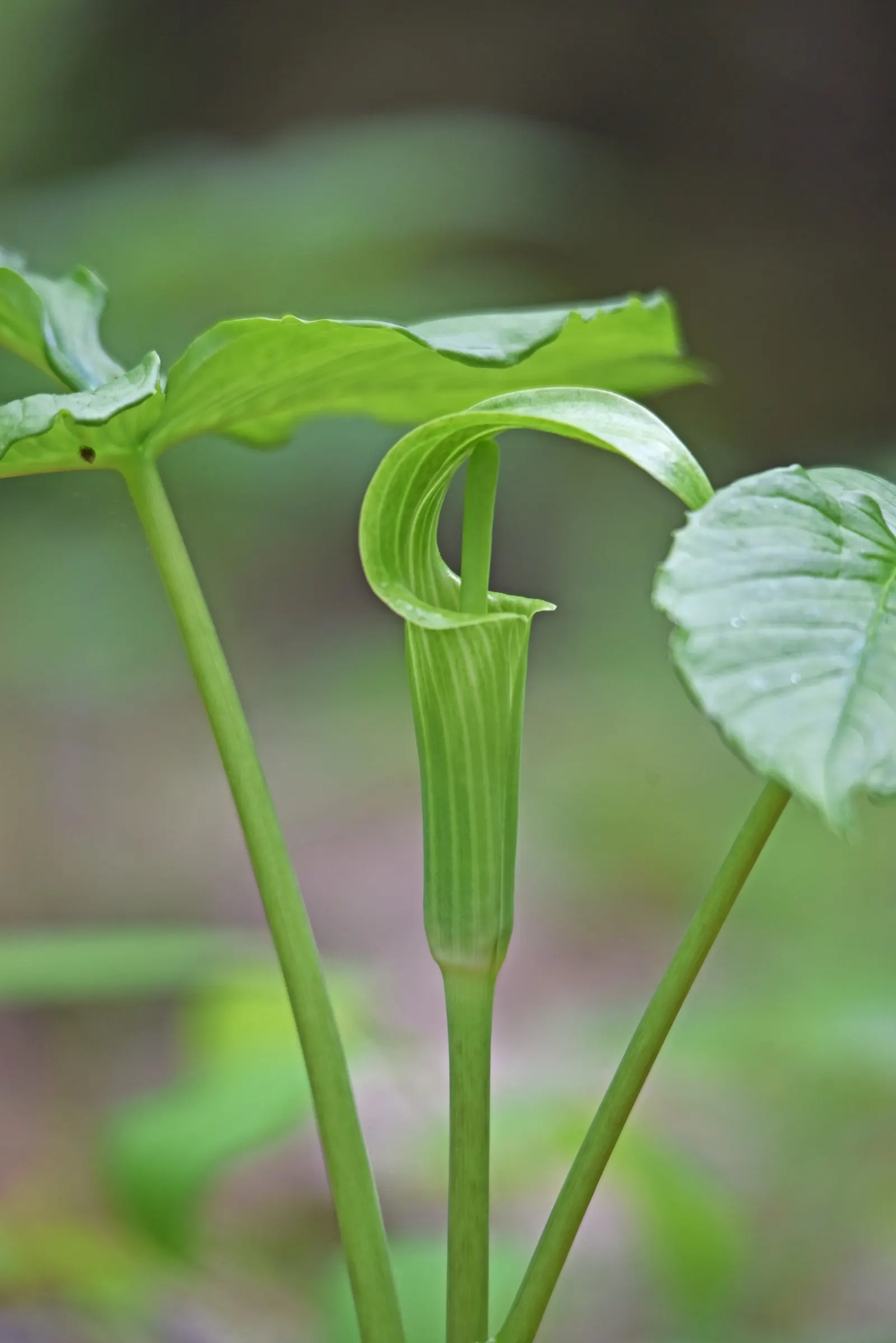 Jack-In-The-Pulpit (Arisaema Triphyllum) — is a captivating woodland perennial; this plant, native to eastern North America, grows 1-2 feet high, image 111