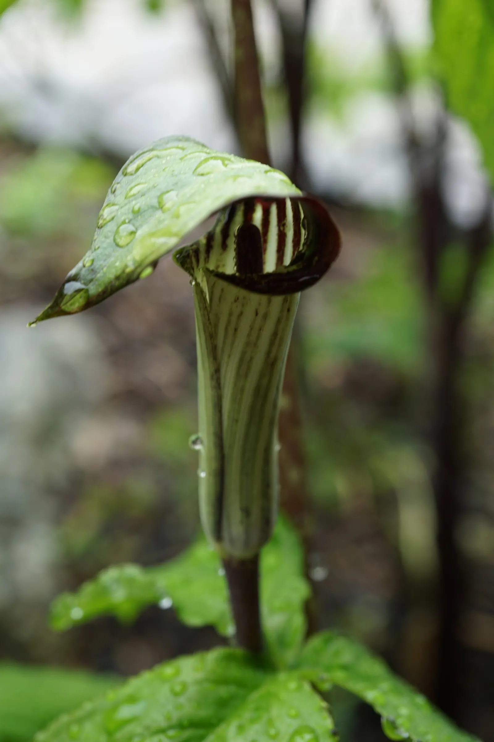 Jack-In-The-Pulpit (Arisaema Triphyllum) — it provides intriguing vertical accents in shaded gardens; this plant forms colonies through its corm-like tubers