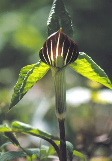 Jack-In-The-Pulpit (Arisaema Triphyllum) — well-drained soil rich in organic matter; jack-in-the-pulpit requires moist, image 81