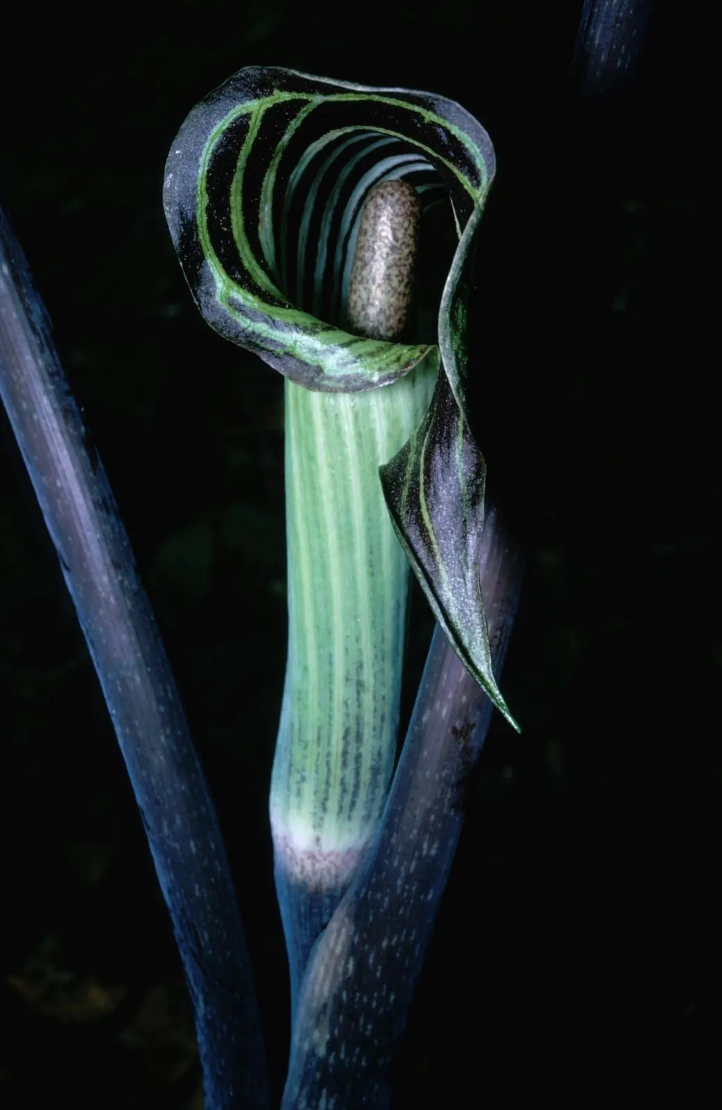 Jack-In-The-Pulpit (Arisaema Triphyllum) — It can adapt to various soil types but thrives best in a slightly acidic to neutral pH range