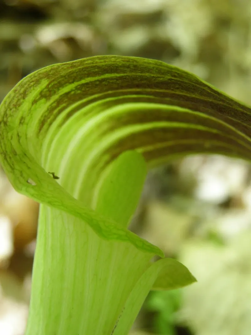 Jack-In-The-Pulpit (Arisaema Triphyllum) — it bears clusters of brilliant red berries that provide a visual interest as well as food for local wildlife