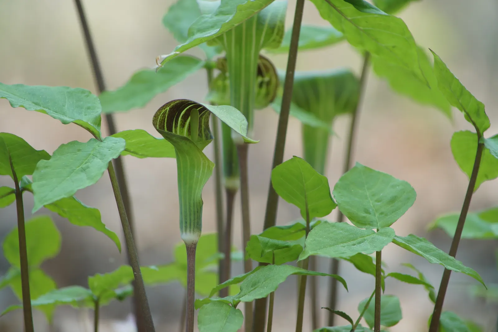 Jack-In-The-Pulpit (Arisaema Triphyllum) — a hooded spathe marked with distinctive stripes or solid colors ranging from green to deep purple; it, image 53