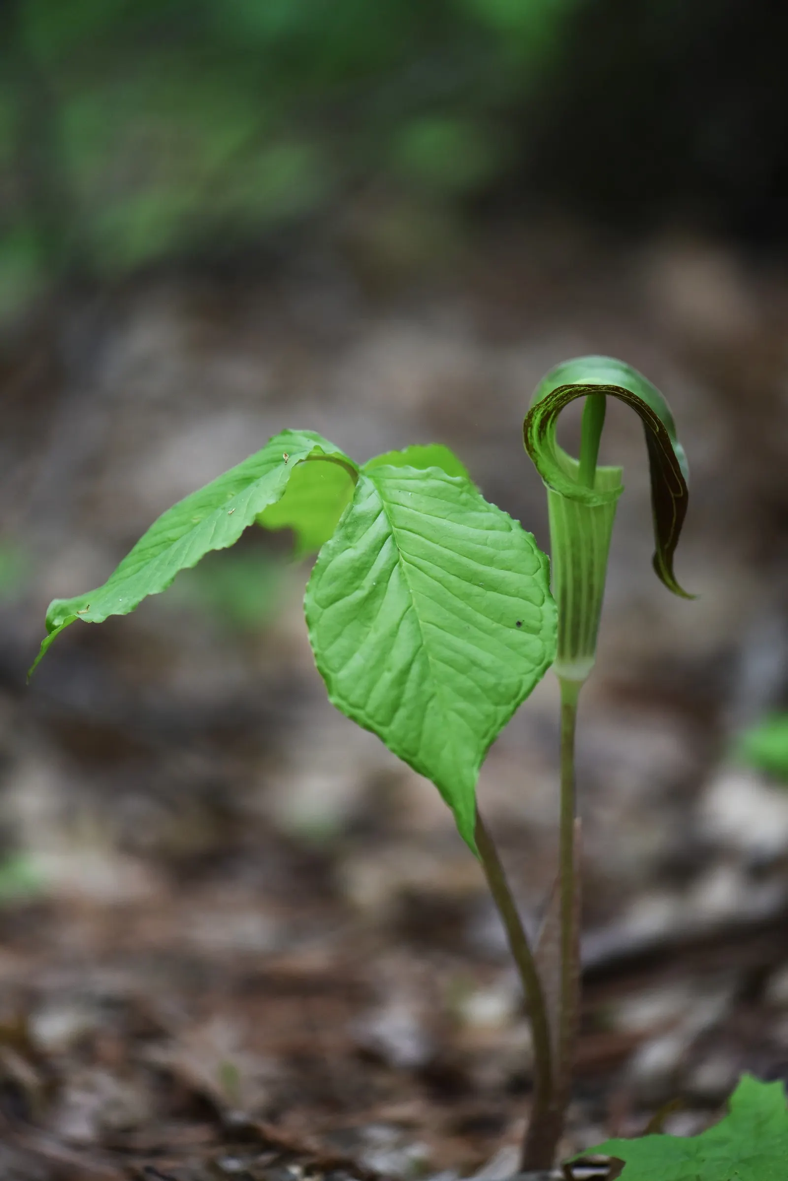 Jack-In-The-Pulpit (Arisaema Triphyllum) — perennial with gold and multi-colored and purple blooms; the spathe\'s curious shape resembles a pulpit, image 87