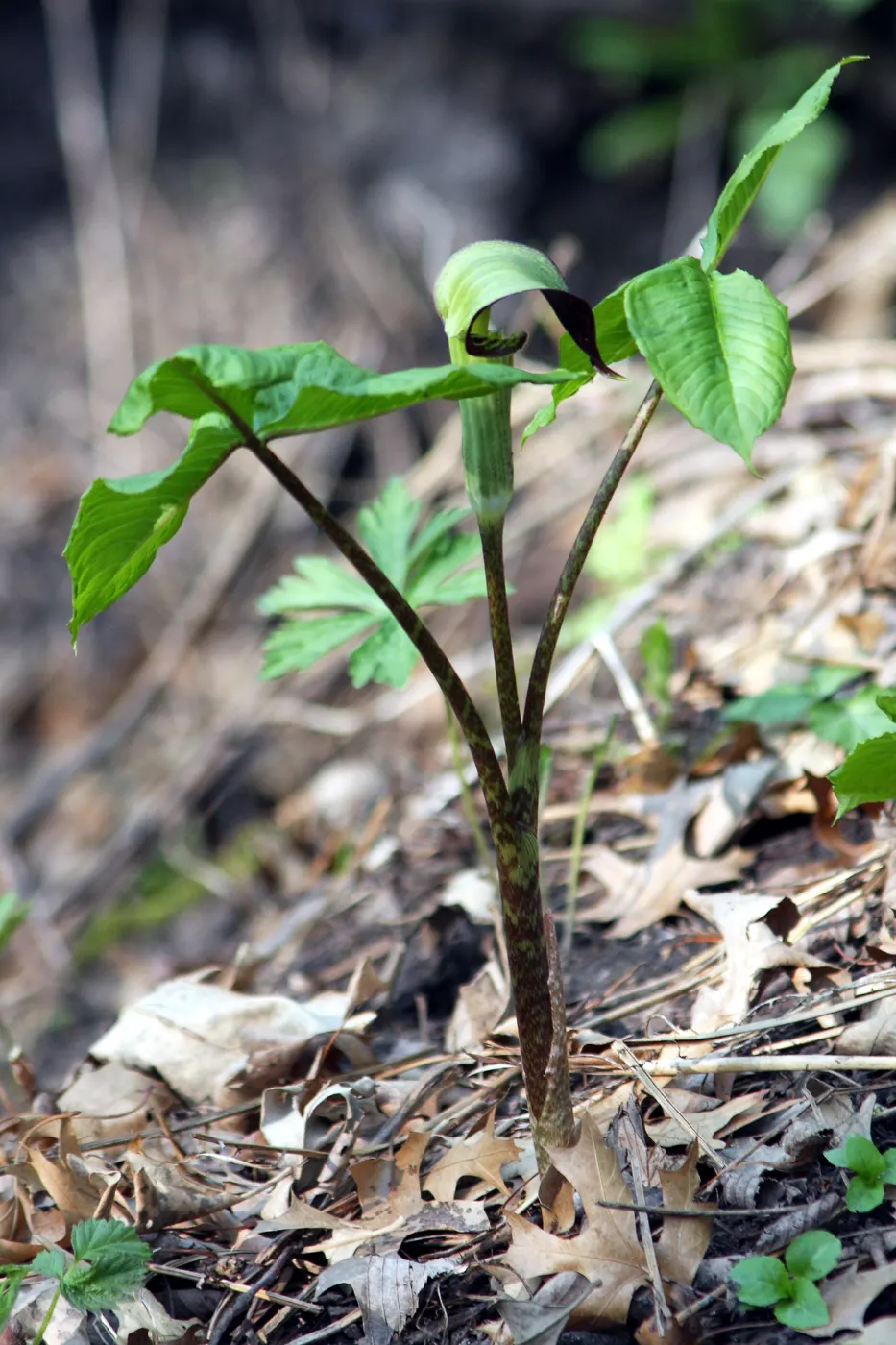 Jack-In-The-Pulpit (Arisaema Triphyllum) — Jack-in-the-pulpit requires moist; scientifically named Arisaema triphyllum, image 80