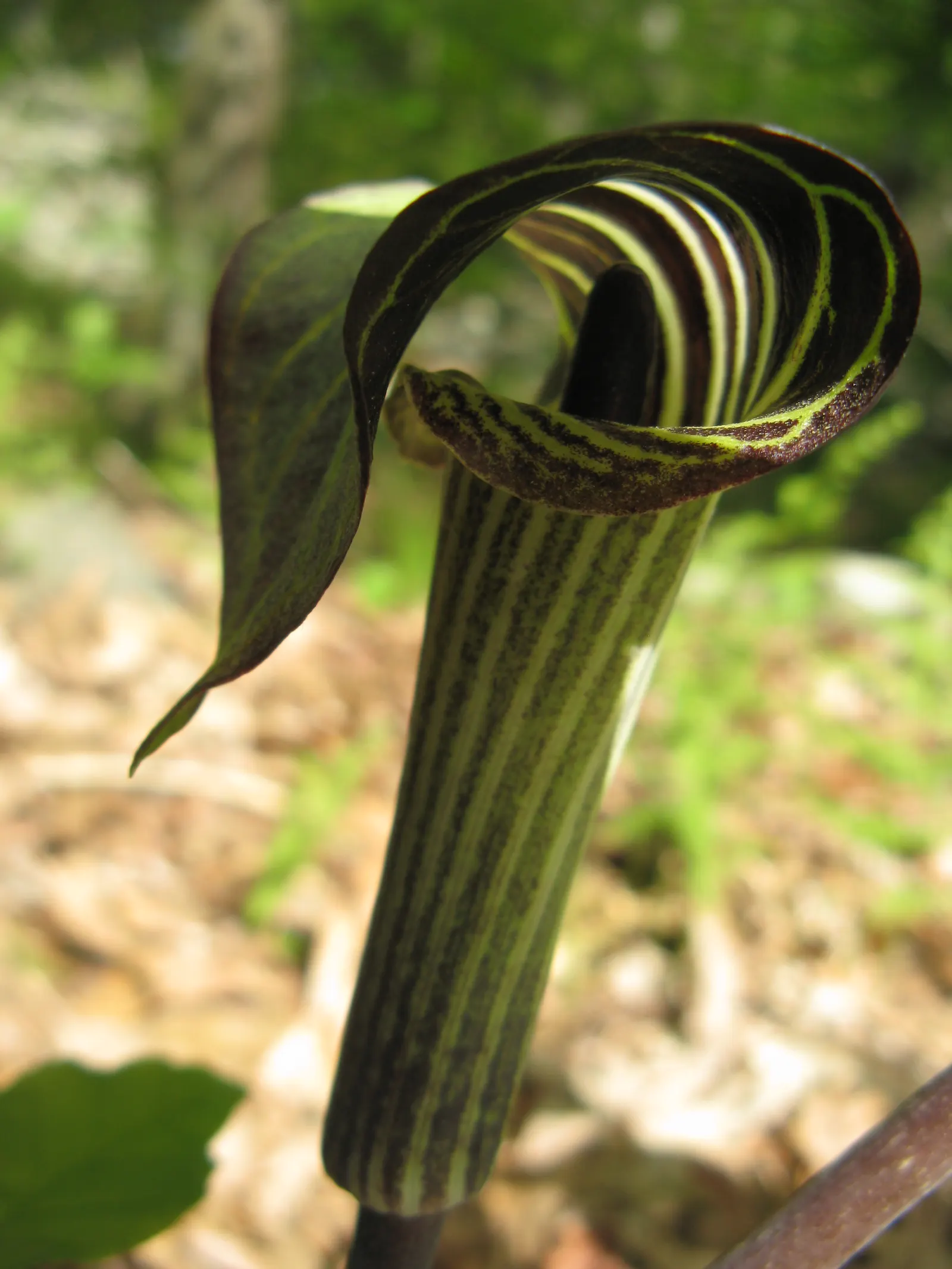 Jack-In-The-Pulpit (Arisaema Triphyllum) — It features a hooded spathe up to 5 inches tall, concealing a spadix; it bears clusters of brilliant red, image 47