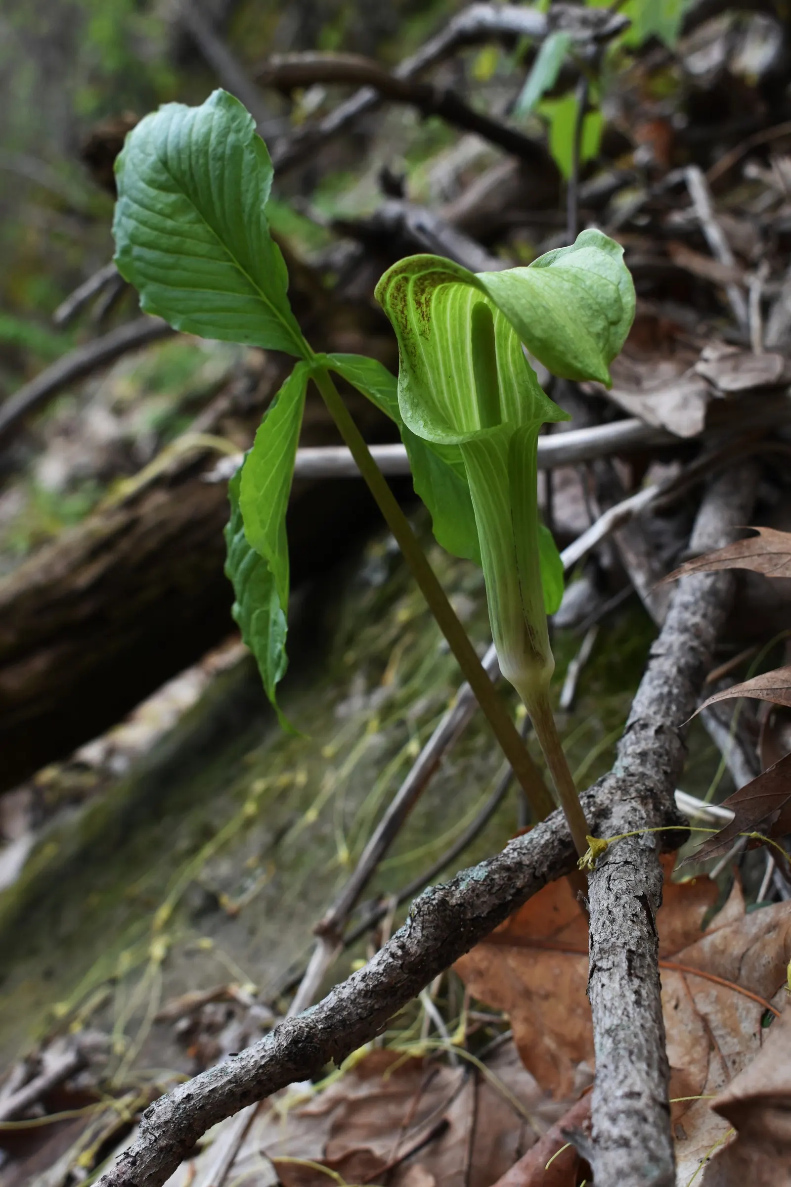 Jack-In-The-Pulpit (Arisaema Triphyllum) — while the spadix within is said to be the "Jack."<br><br>For cultivation; perennial for deep shade or, image 101