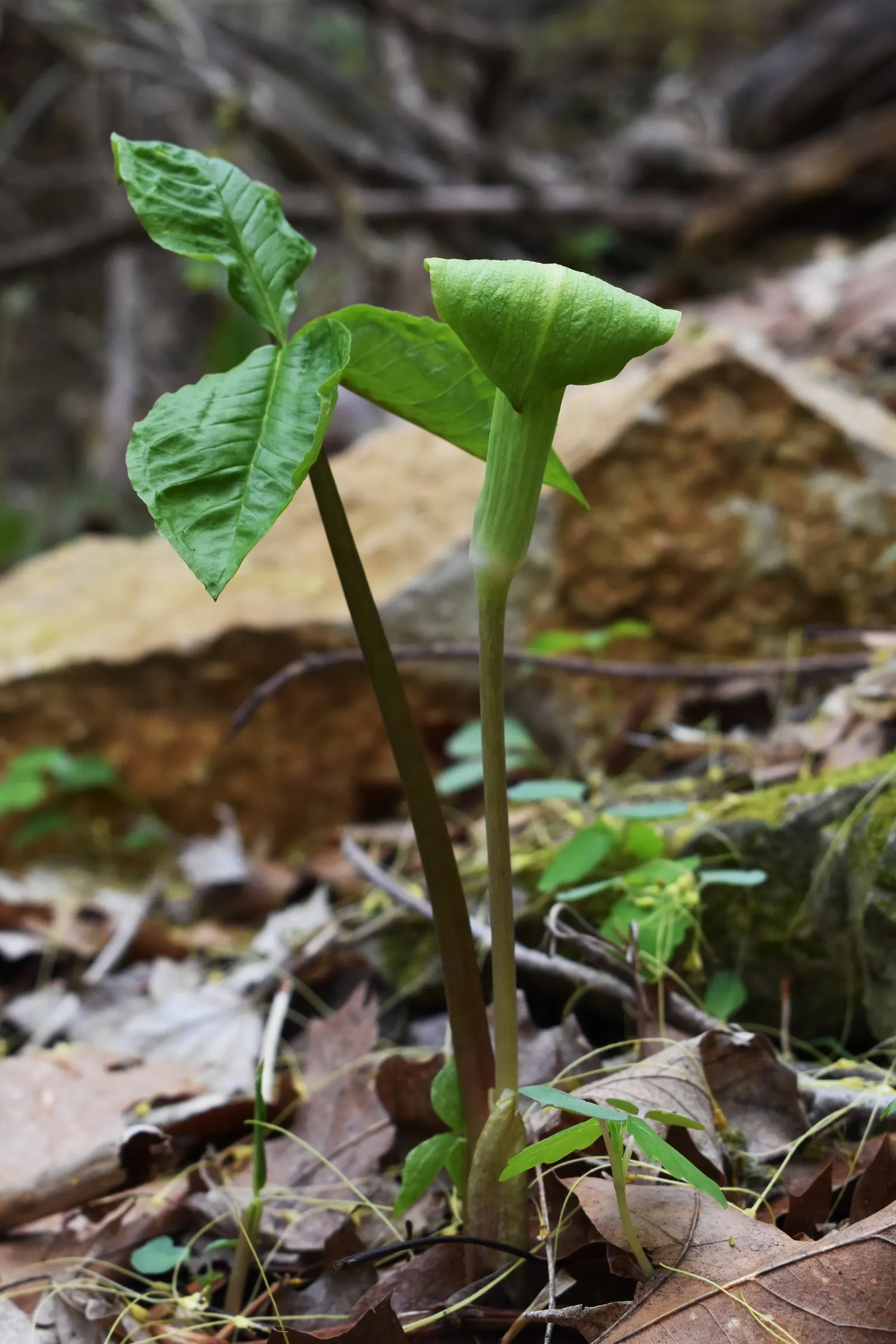 Jack-In-The-Pulpit (Arisaema Triphyllum) — scientifically named Arisaema triphyllum; rich soil with partial to full shade, image 117