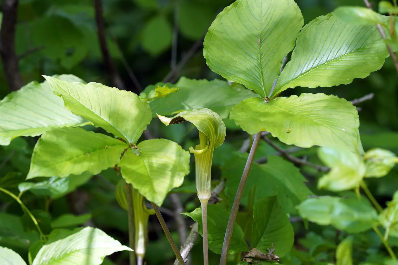 Jack-In-The-Pulpit (Arisaema Triphyllum) — is an enchanting perennial woodland inhabitant valued for its unique flowering structure and its bold; a, image 74