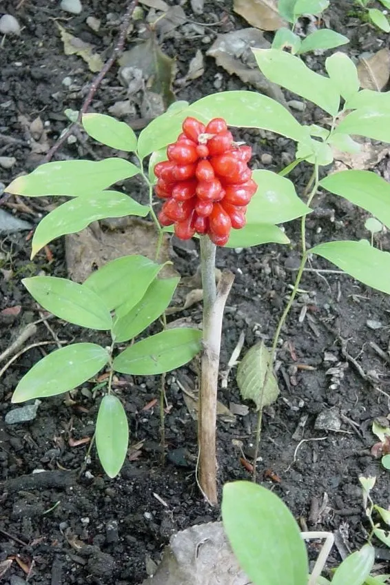 Jack-In-The-Pulpit (Arisaema Triphyllum) — The spathe\'s curious shape resembles a pulpit; well-drained soil rich in organic matter, image 56
