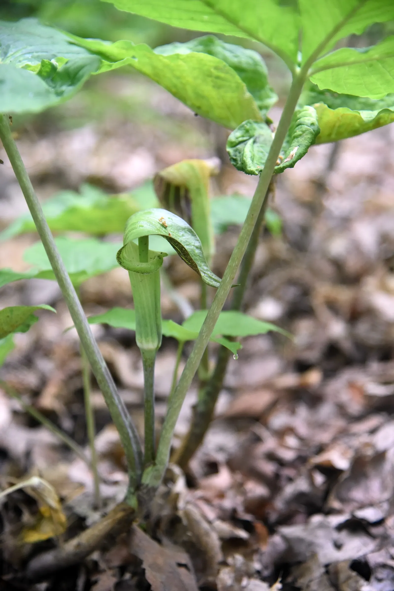 Jack-In-The-Pulpit (Arisaema Triphyllum) — a hooded spathe marked with distinctive stripes or solid colors ranging from green to deep purple; it, image 97