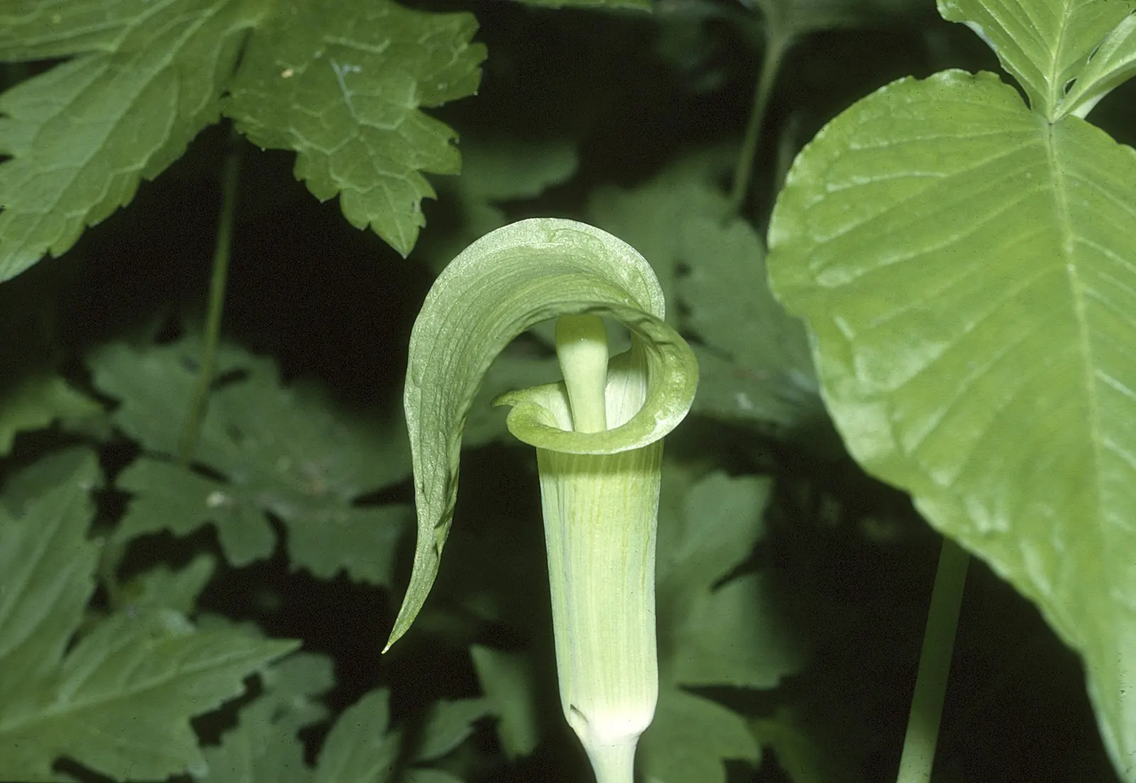 Jack-In-The-Pulpit (Arisaema Triphyllum) — is a captivating woodland perennial; this plant, native to eastern North America, grows 1-2 feet high, image 89