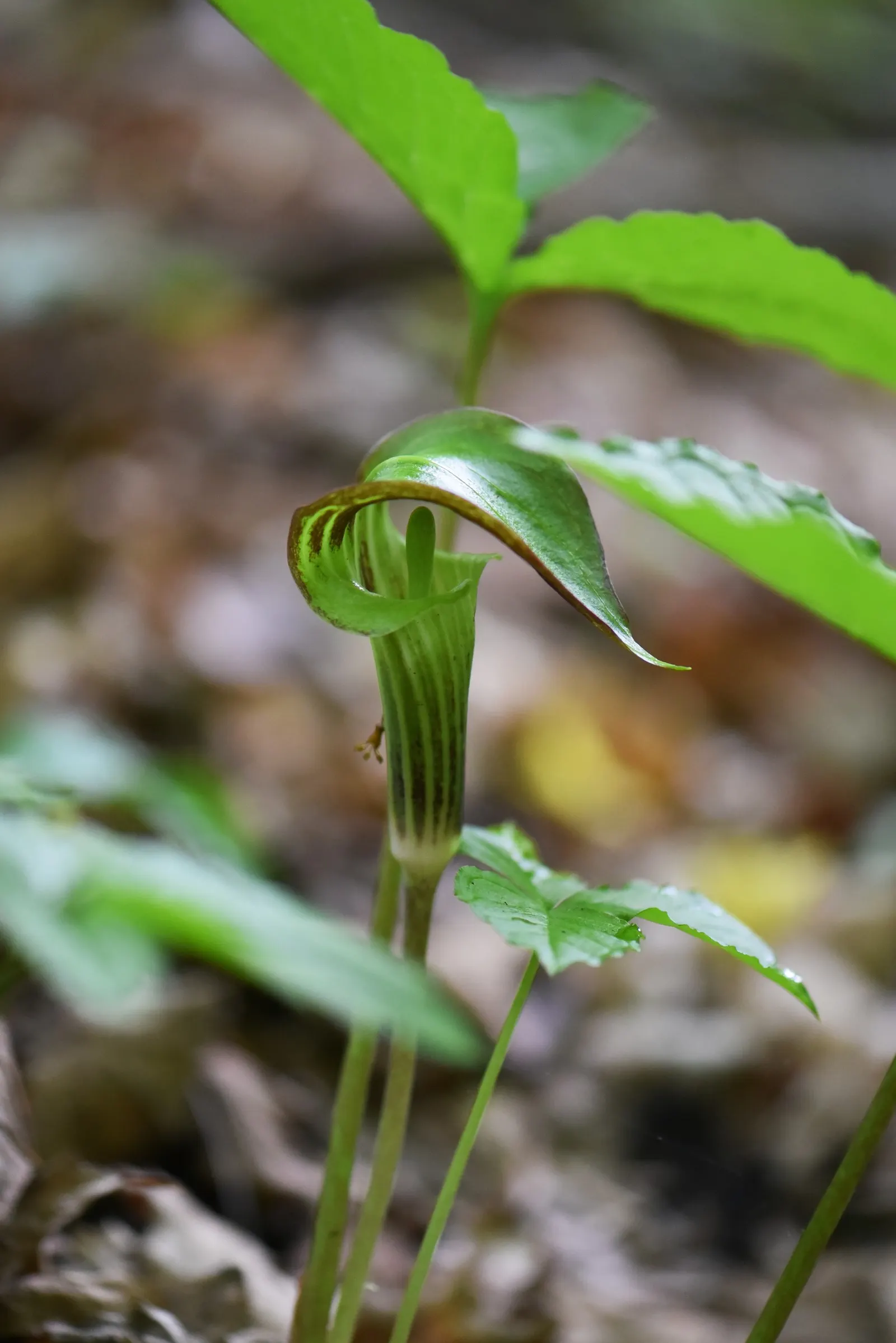Jack-In-The-Pulpit (Arisaema Triphyllum) — It can adapt to various soil types but thrives best in a slightly acidic to neutral pH range; perennial, image 104