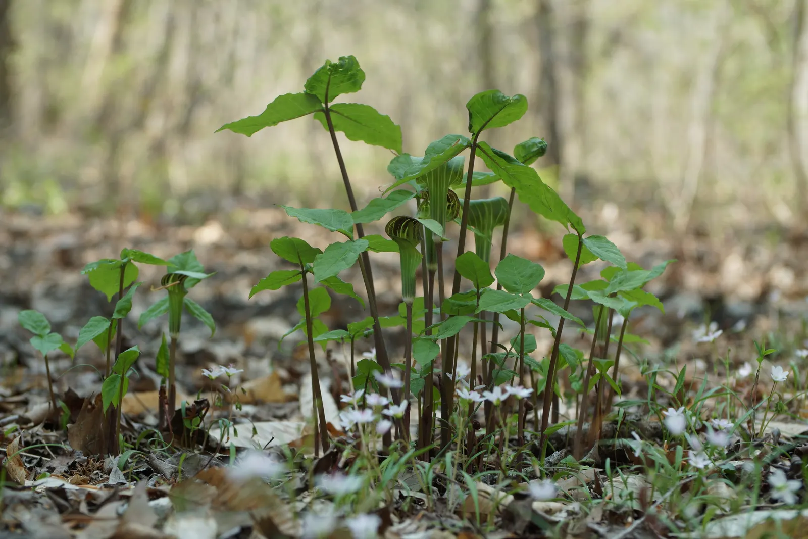 Jack-In-The-Pulpit (Arisaema Triphyllum) — perennial with gold and multi-colored and purple blooms; the spathe\'s curious shape resembles a pulpit