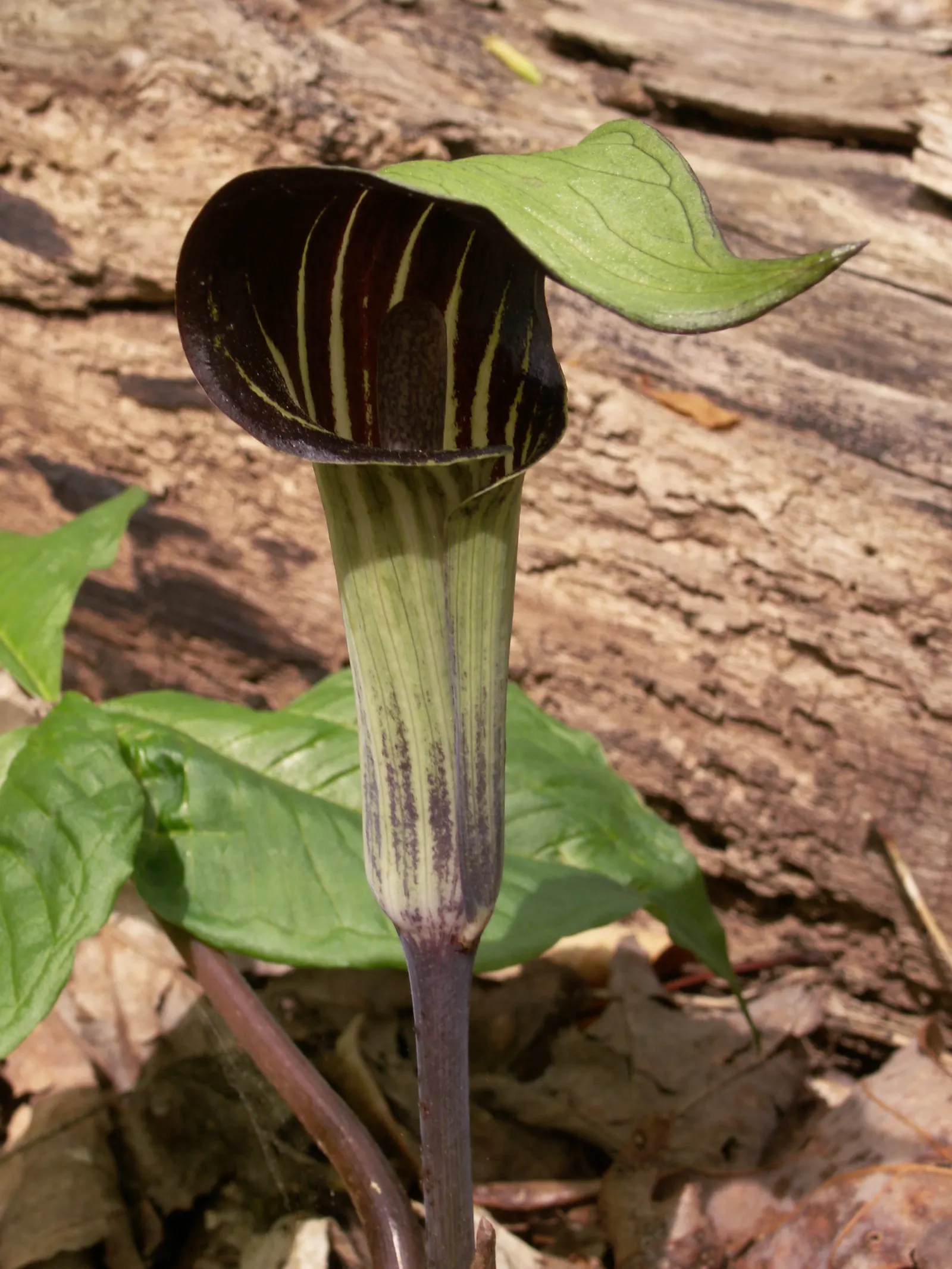 Jack-In-The-Pulpit (Arisaema Triphyllum) — This plant, native to eastern North America, grows 1-2 feet high and spreads 1 foot