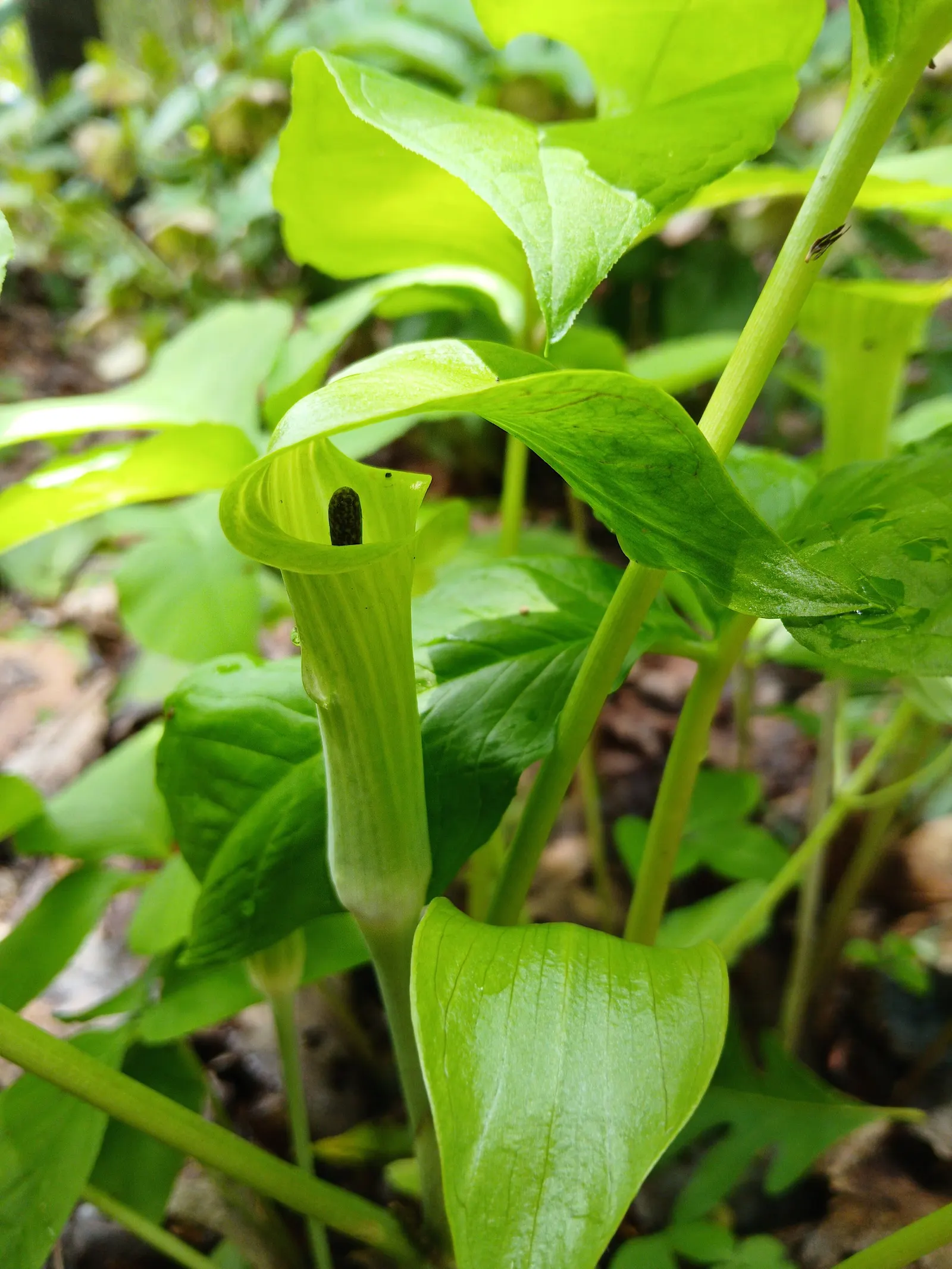 Jack-In-The-Pulpit (Arisaema Triphyllum) — Notable for its striking spring bloom and bright red berries in autumn; which encases a central spadix, image 115