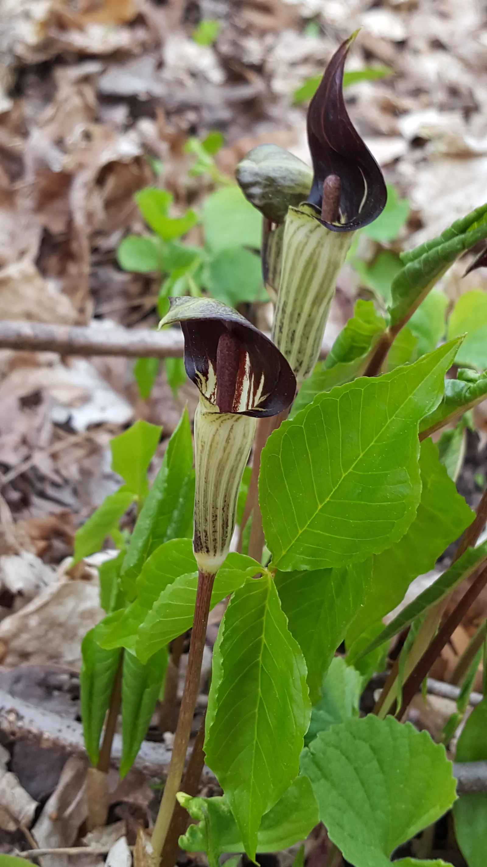 Jack-In-The-Pulpit (Arisaema Triphyllum) — is an enchanting perennial woodland inhabitant valued for its unique flowering structure and its bold; a hooded