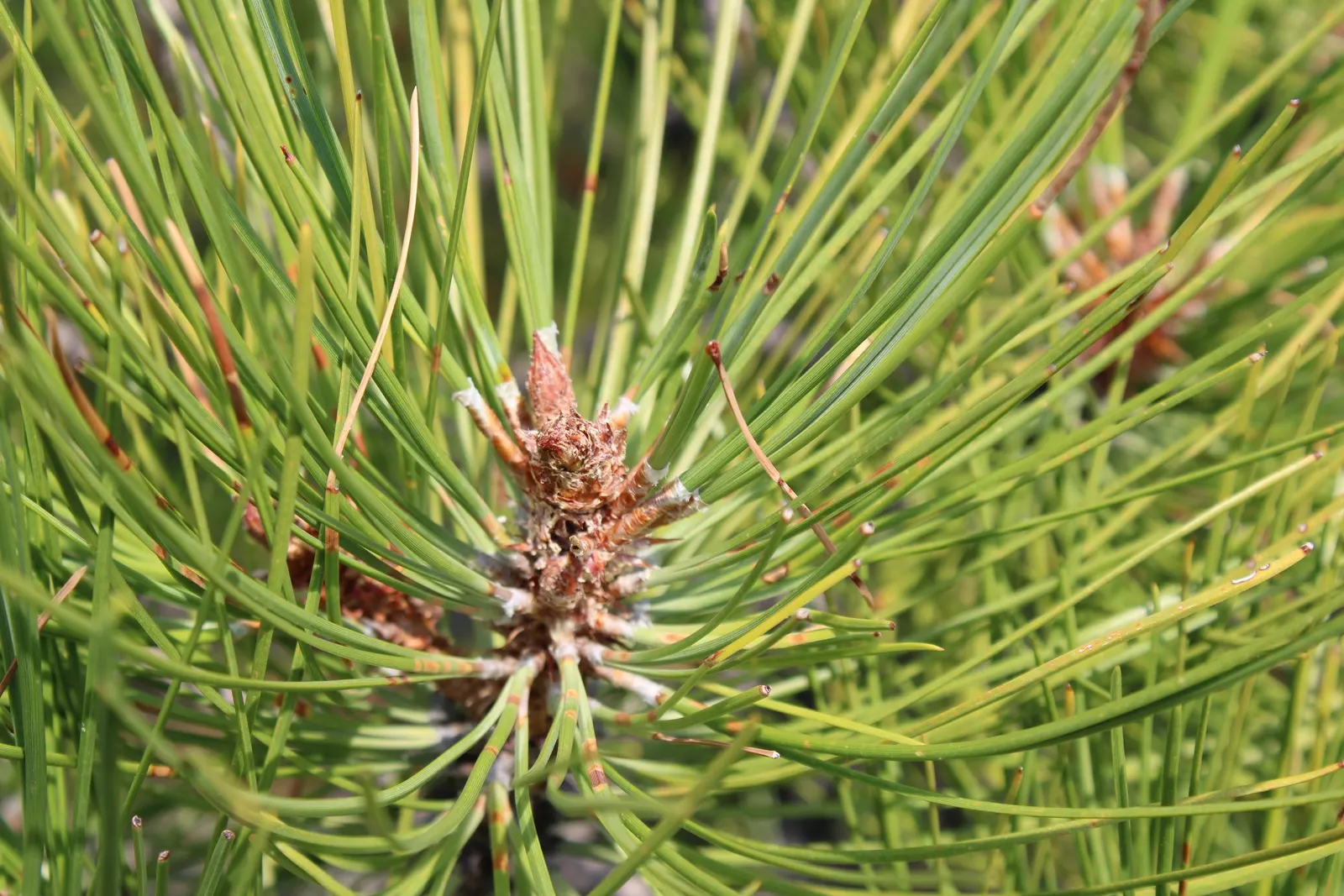 Ponderosa Pine (Pinus Ponderosa) — it thrives in full sun with well-drained soil, image 59