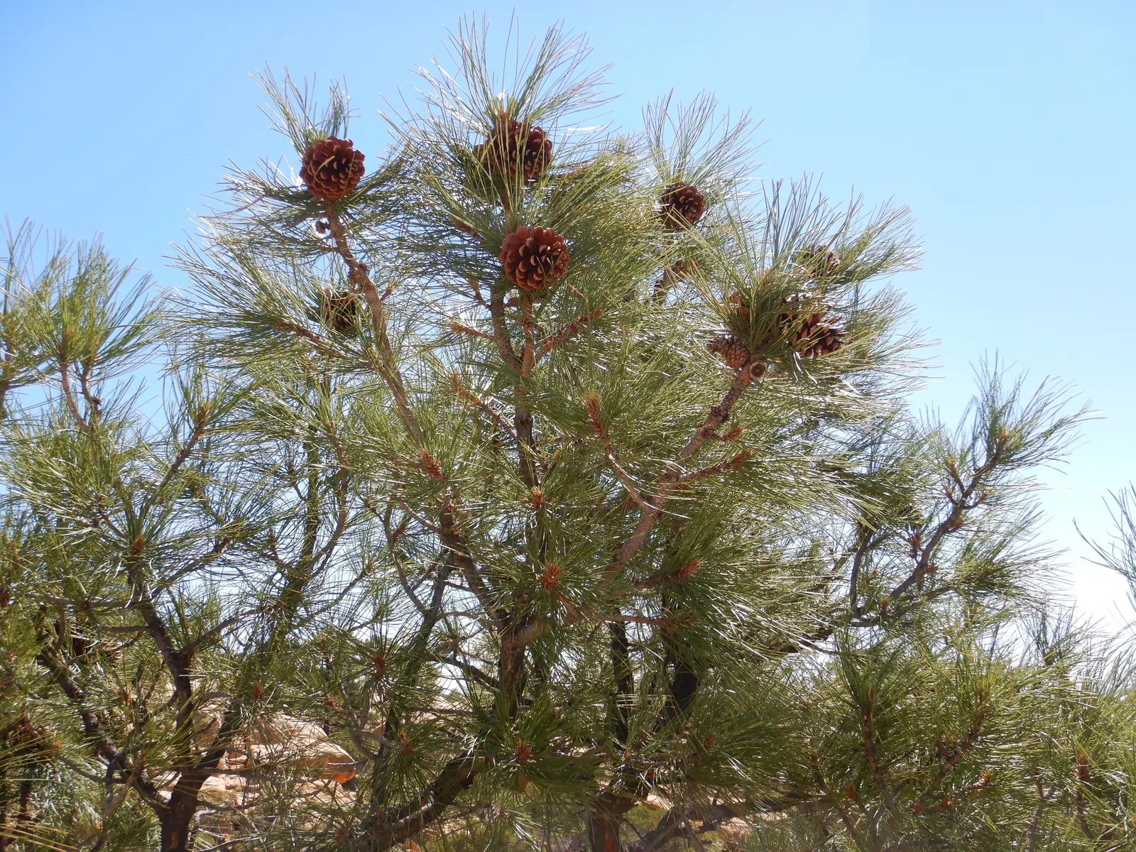 Ponderosa Pine (Pinus Ponderosa) — Its towering trunk reaches diameters of 2-4 feet