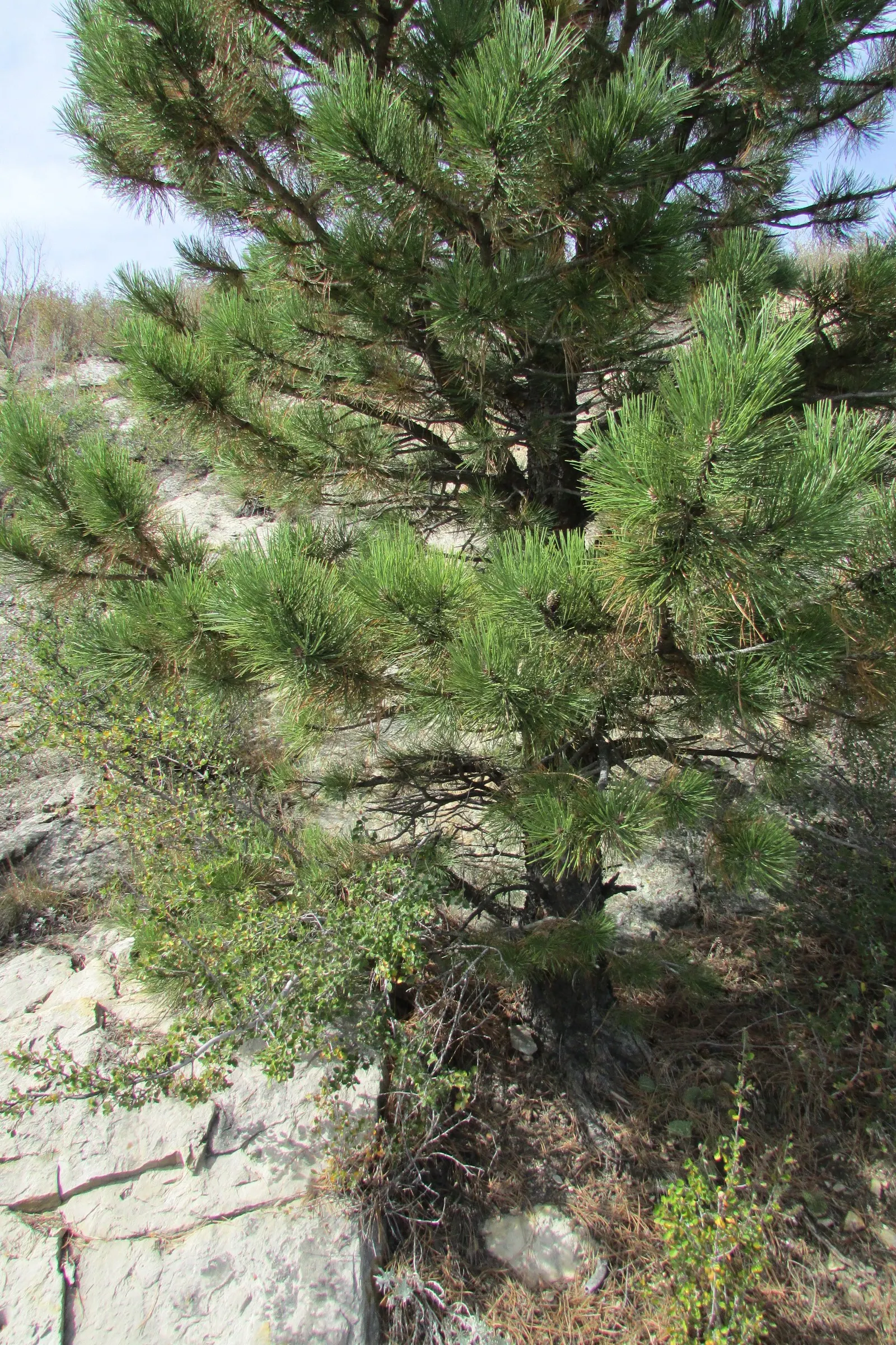 Ponderosa Pine (Pinus Ponderosa) — The bark's coloration evolves from black-brown in younger trees to a distinctive orange-brown in older ones