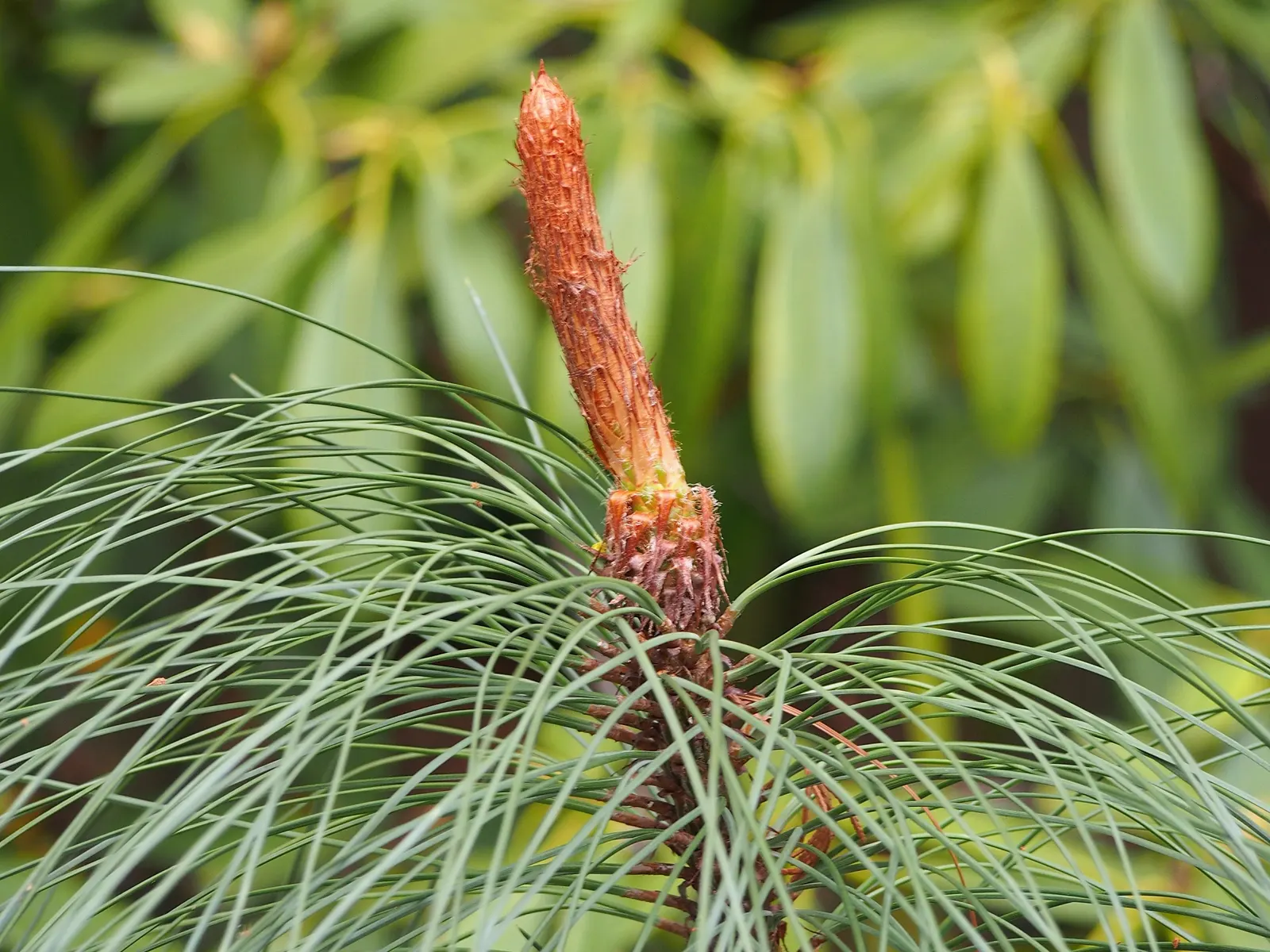 Ponderosa Pine (Pinus Ponderosa) — Hardy to USDA zones 3-7, it's ideal for large spaces, offering a stately silhouette and habitat for wildlife