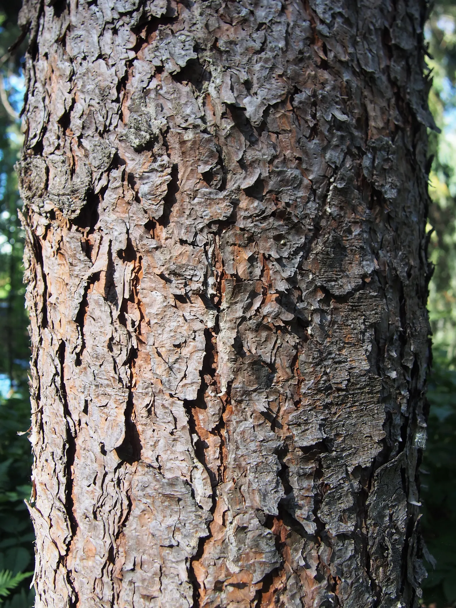 Ponderosa Pine (Pinus Ponderosa) — this species thrives in well-drained soils and exhibits remarkable drought tolerance; its towering trunk reaches diameters
