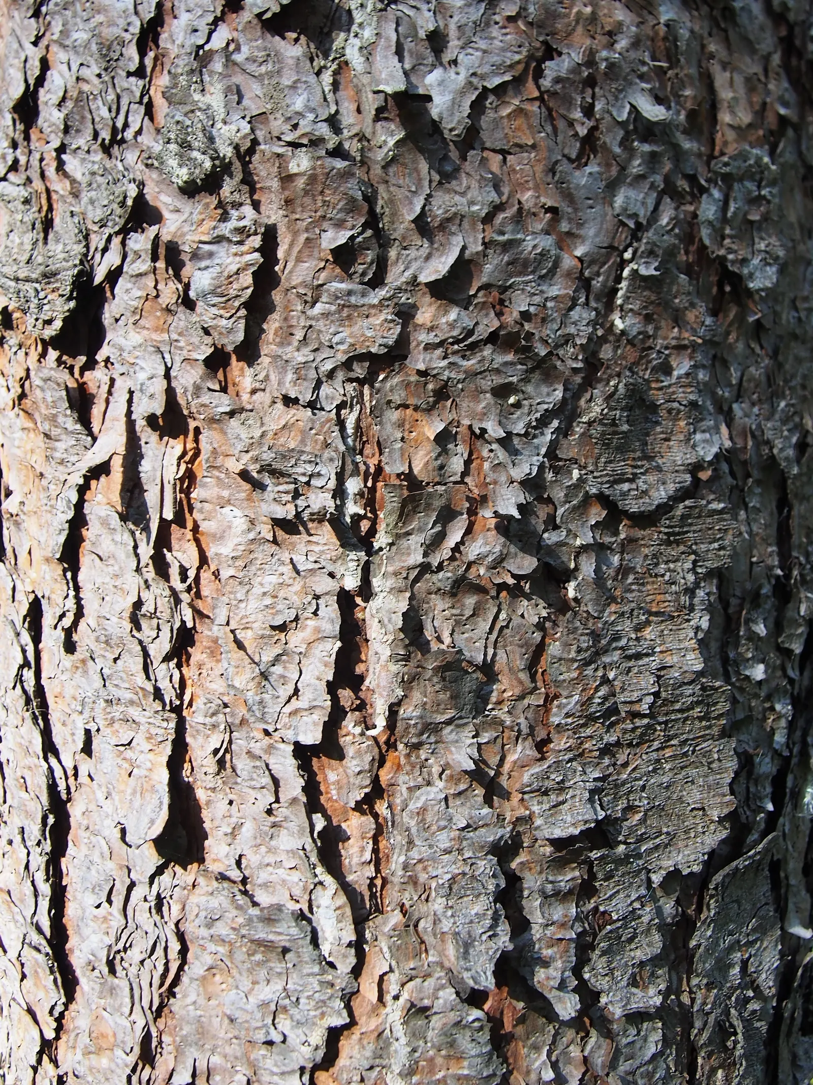 Ponderosa Pine (Pinus Ponderosa) — Favored for its rugged bark and long; offering seasonal warmth to the landscape, image 57