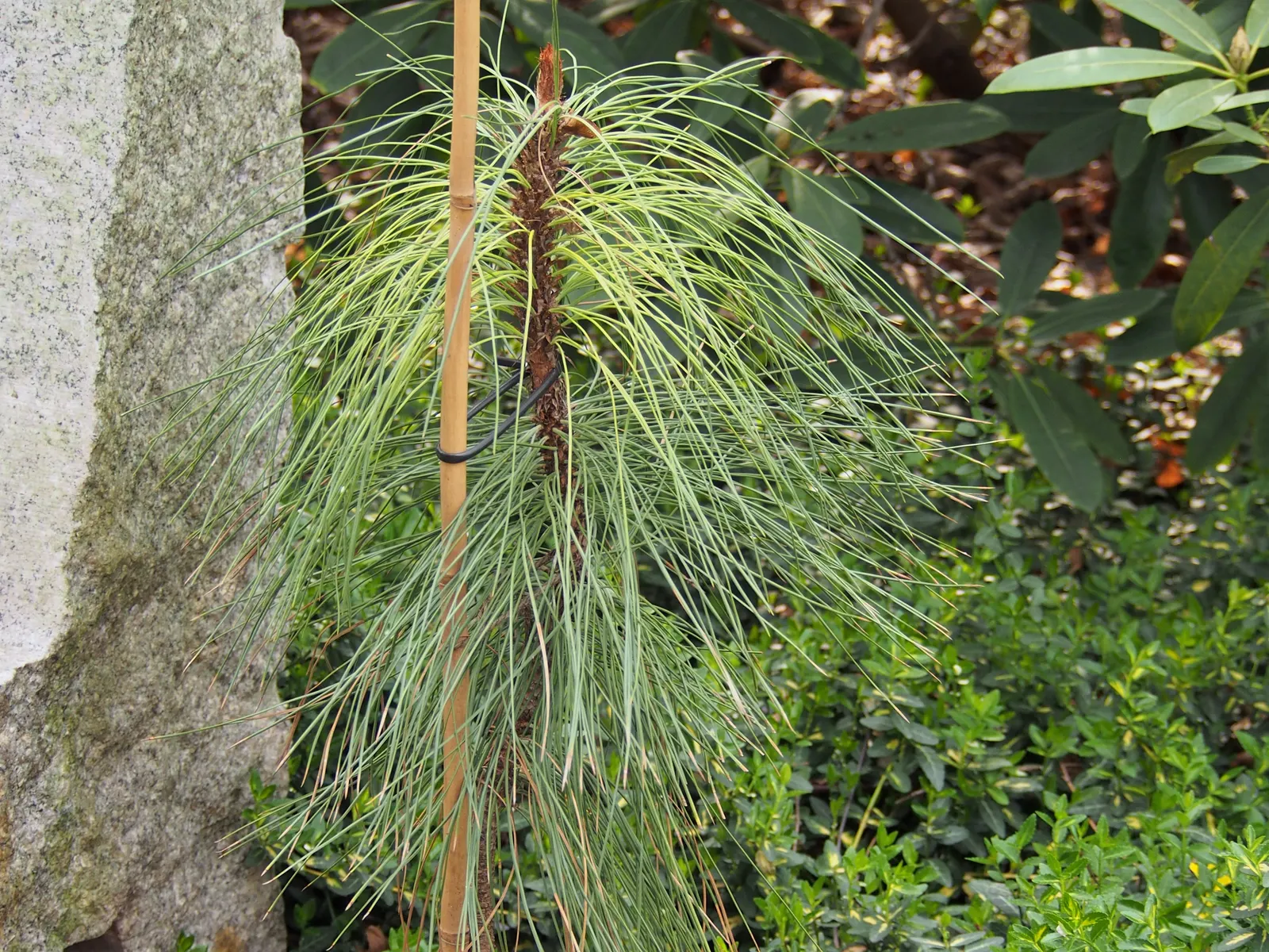 Ponderosa Pine (Pinus Ponderosa) — preventing erosion on slopes