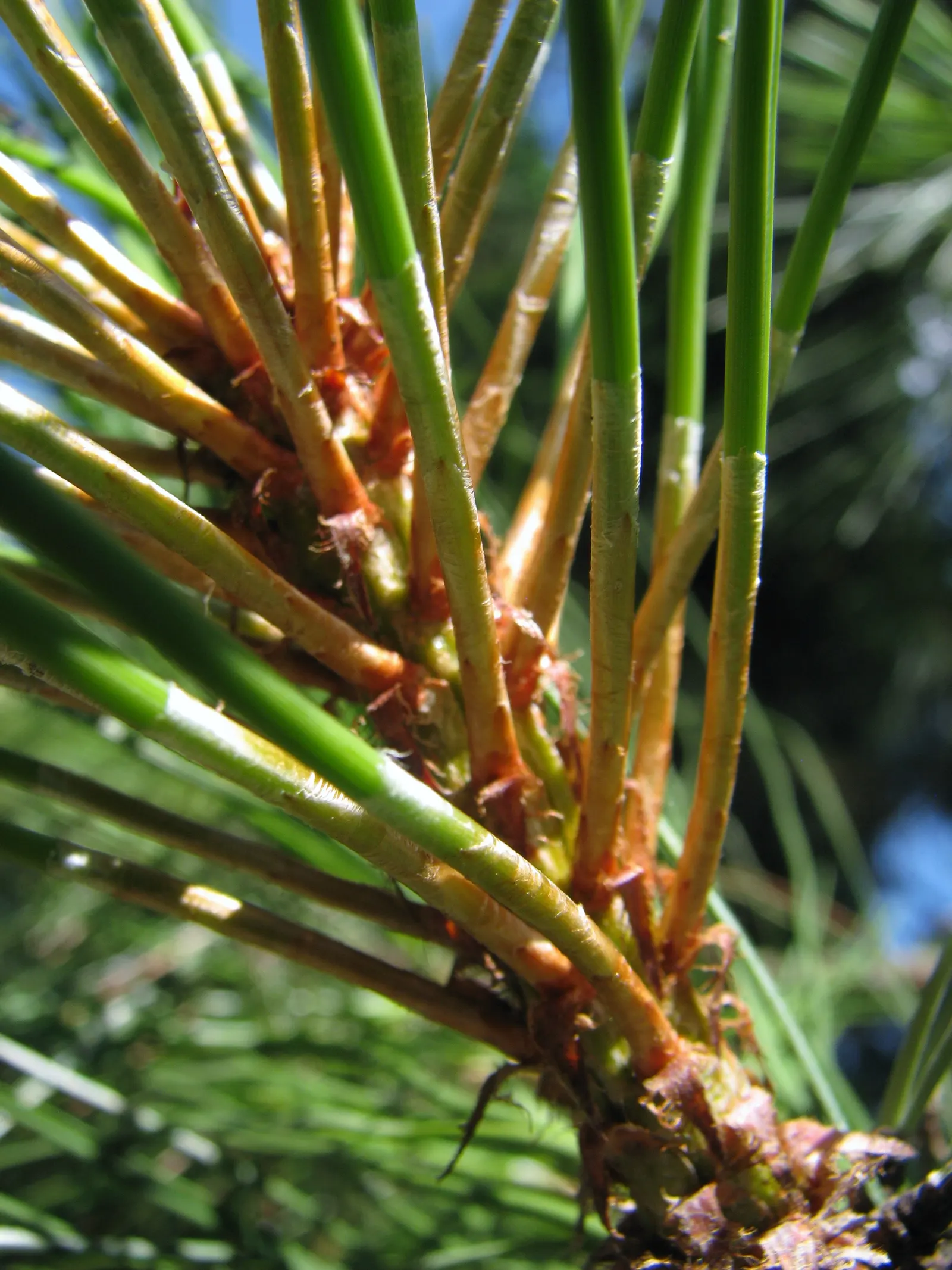 Ponderosa Pine (Pinus Ponderosa) — Its towering trunk reaches diameters of 2-4 feet; with some mature specimens stretching up to 250 feet under ideal conditions