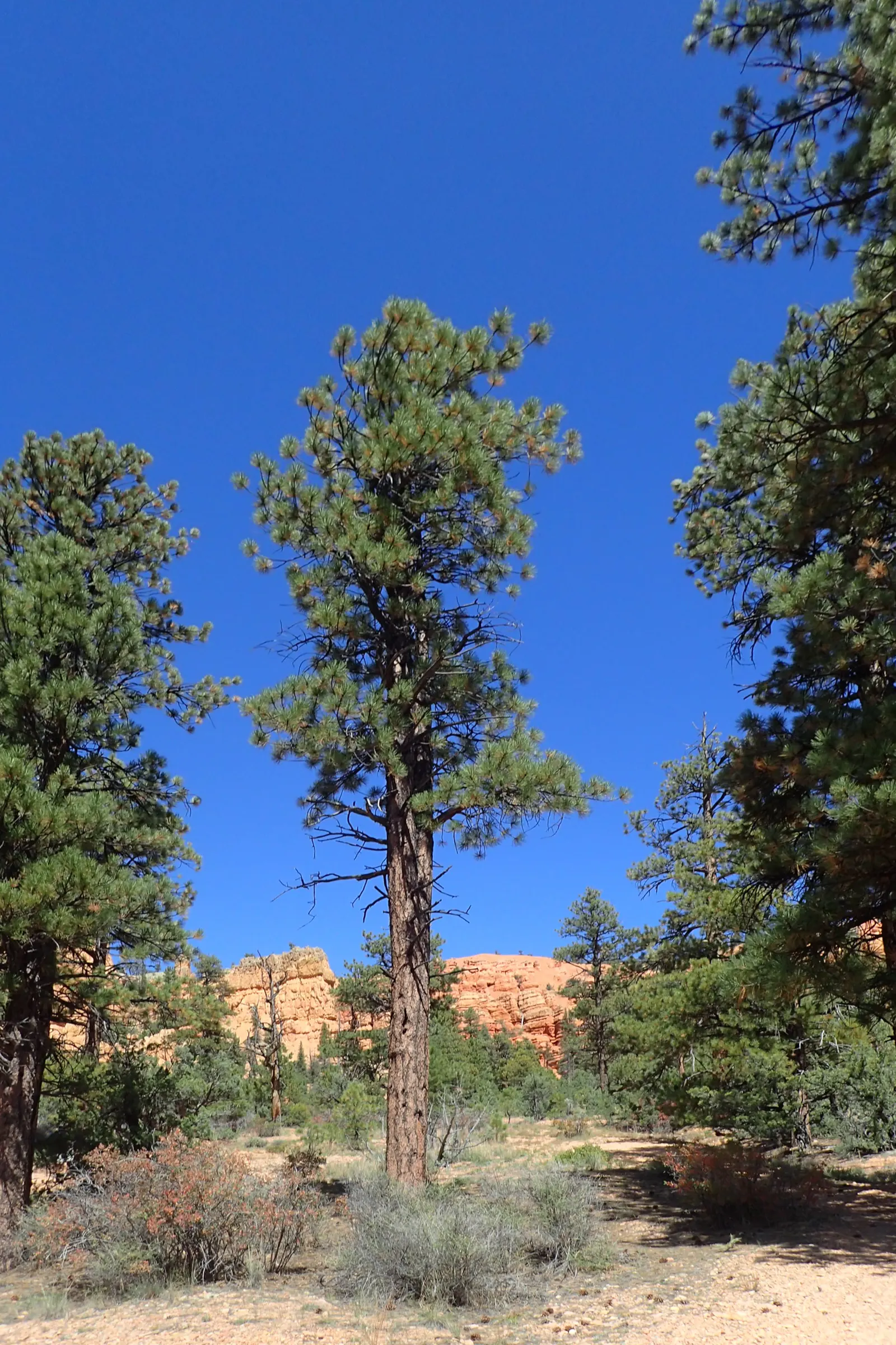 Ponderosa Pine (Pinus Ponderosa) — slender needles up to 7 inches; it provides shelter and year-round interest