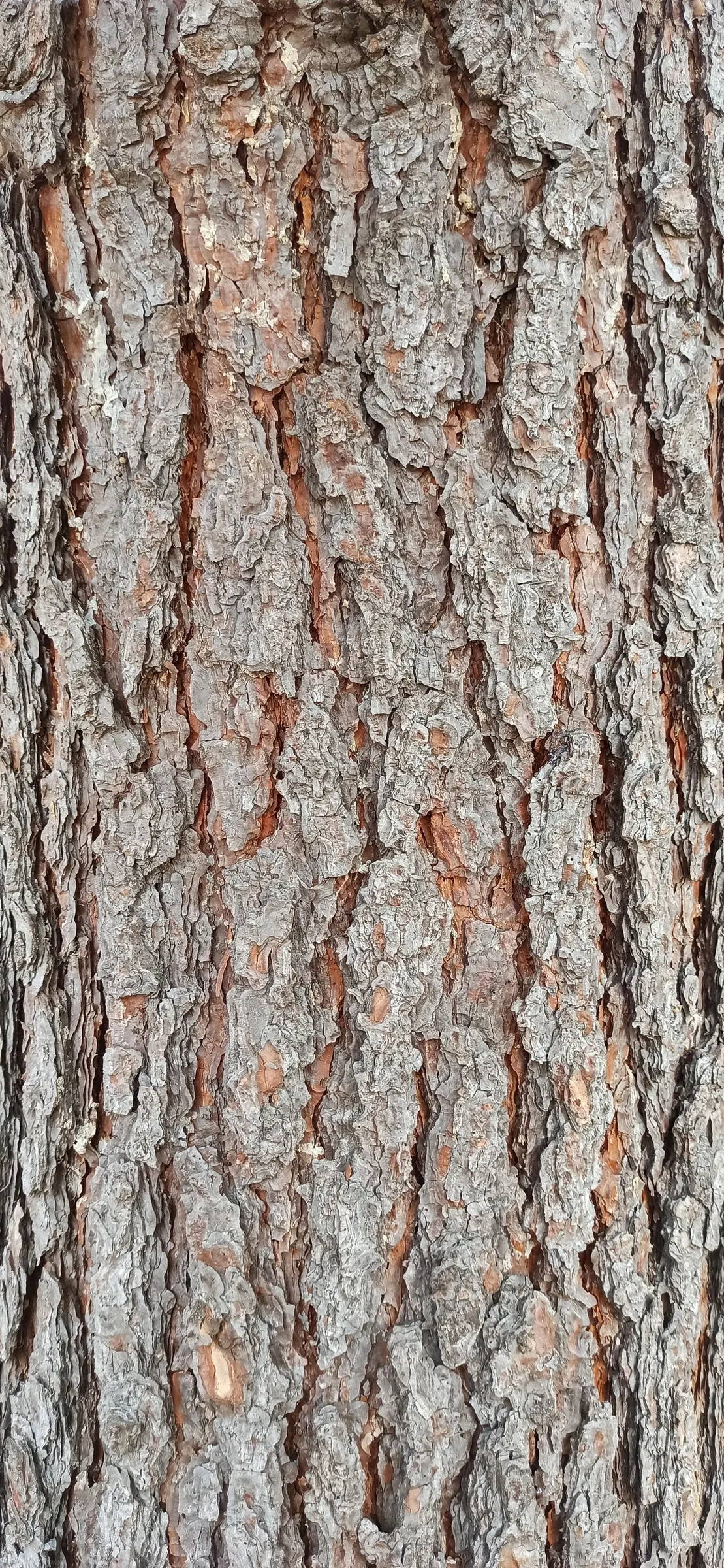 Ponderosa Pine (Pinus Ponderosa) — This stately tree typically reaches heights between 60 to 225 feet
