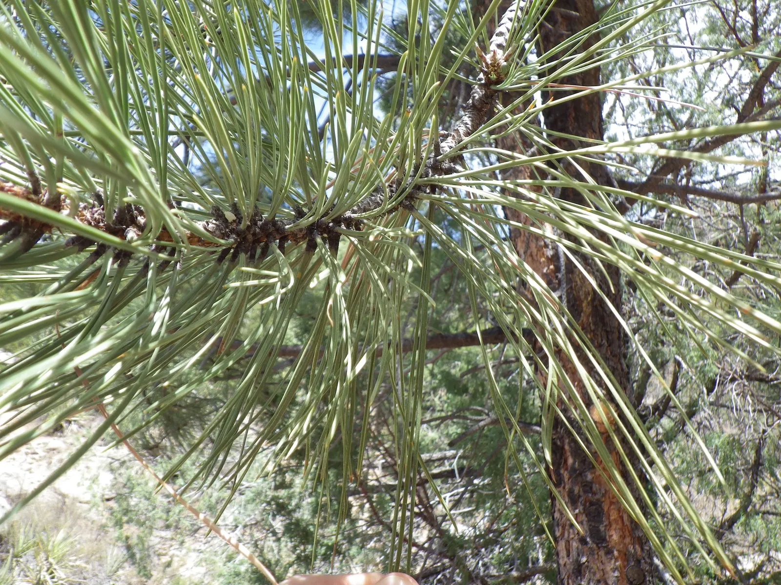 Ponderosa Pine (Pinus Ponderosa) — The Ponderosa Pine (Pinus ponderosa), an impressive evergreen, towers to majestic heights of 60-125 feet