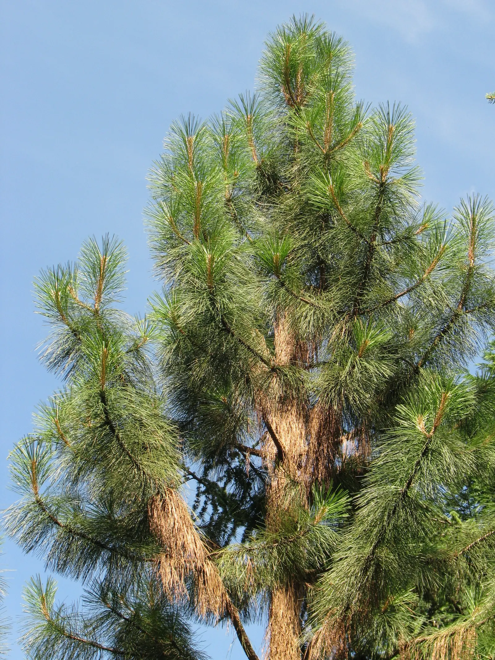 Ponderosa Pine (Pinus Ponderosa) — attracting a myriad of wildlife with its bountiful seeds