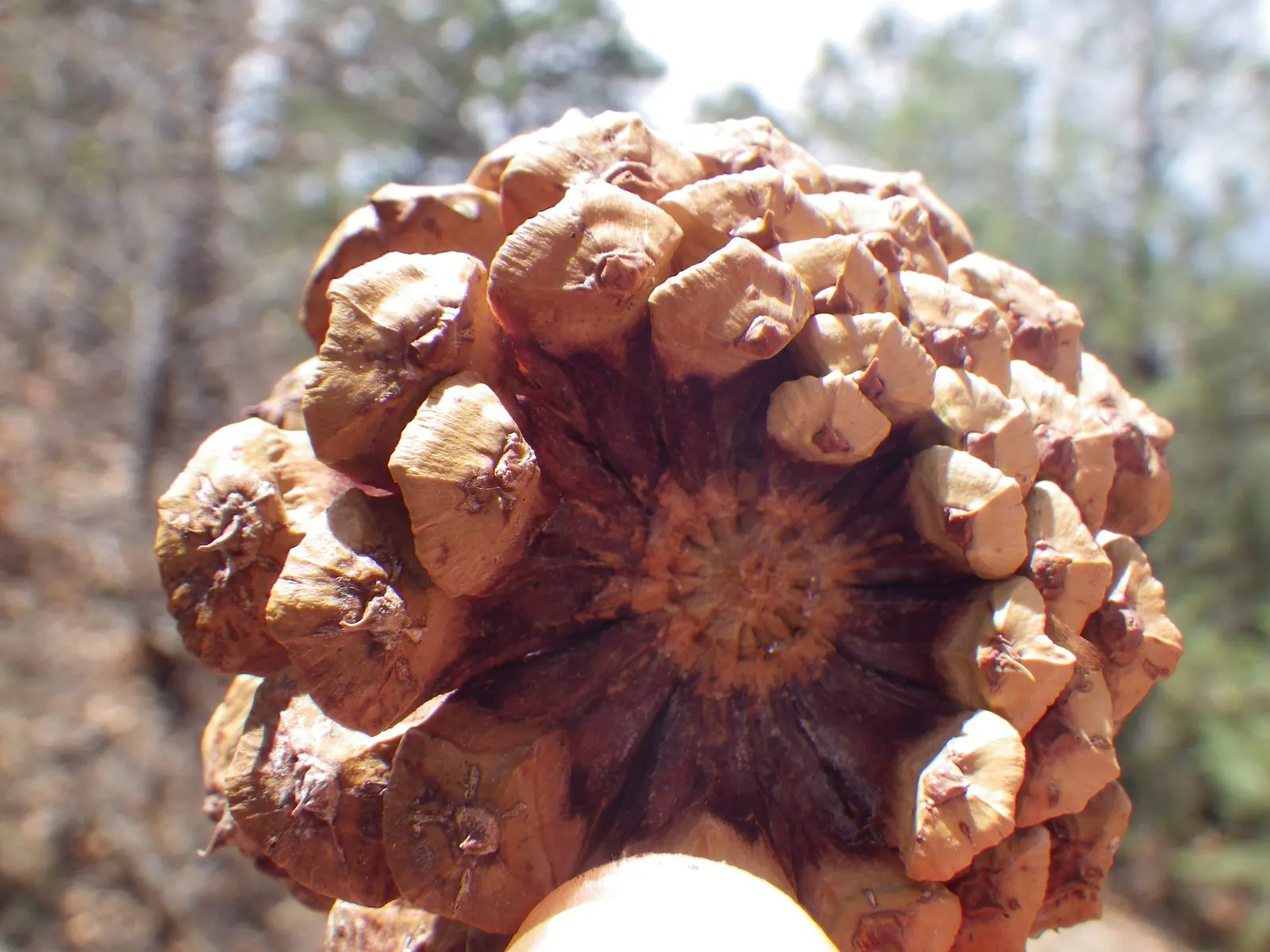 Ponderosa Pine (Pinus Ponderosa) — the Ponderosa Pine features a unique puzzle-like pattern; the Ponderosa Pine (Pinus ponderosa), an impressive, image 70