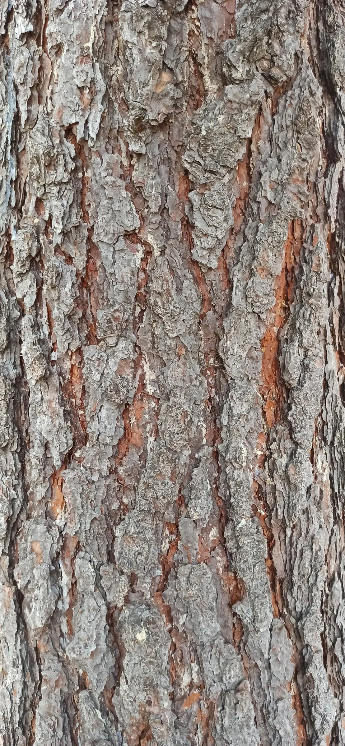 Ponderosa Pine (Pinus Ponderosa) — Its diameter can range from 2 to 4 feet, underscoring its impressive girth