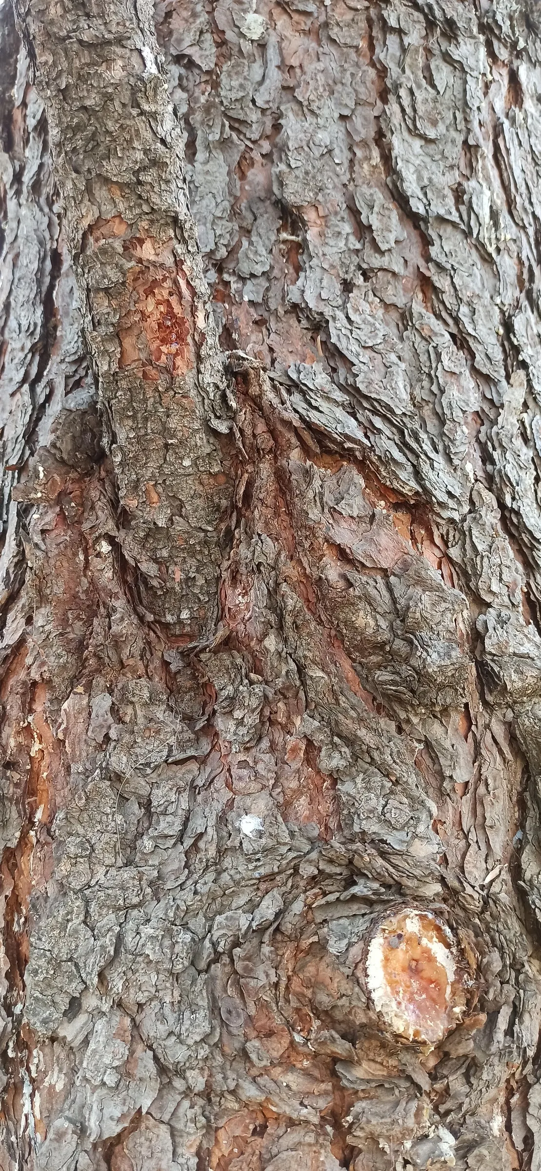 Ponderosa Pine (Pinus Ponderosa) — well-suited for expansive landscapes; hardy to USDA zones 3-7, it's ideal for large spaces, offering a stately silhouette