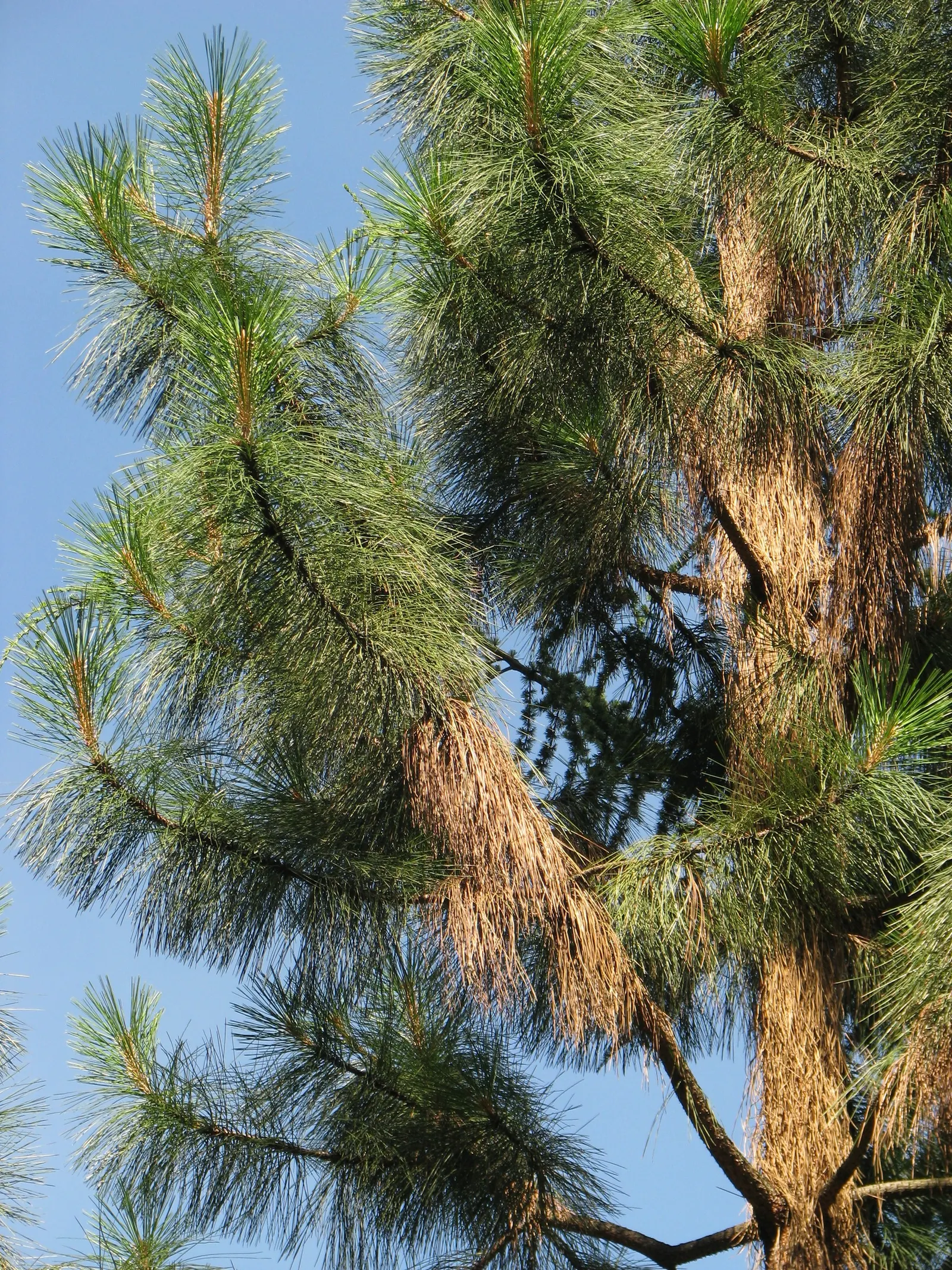 Ponderosa Pine (Pinus Ponderosa) — which becomes more irregular with age.<br><br>Noteworthy for its rugged bark
