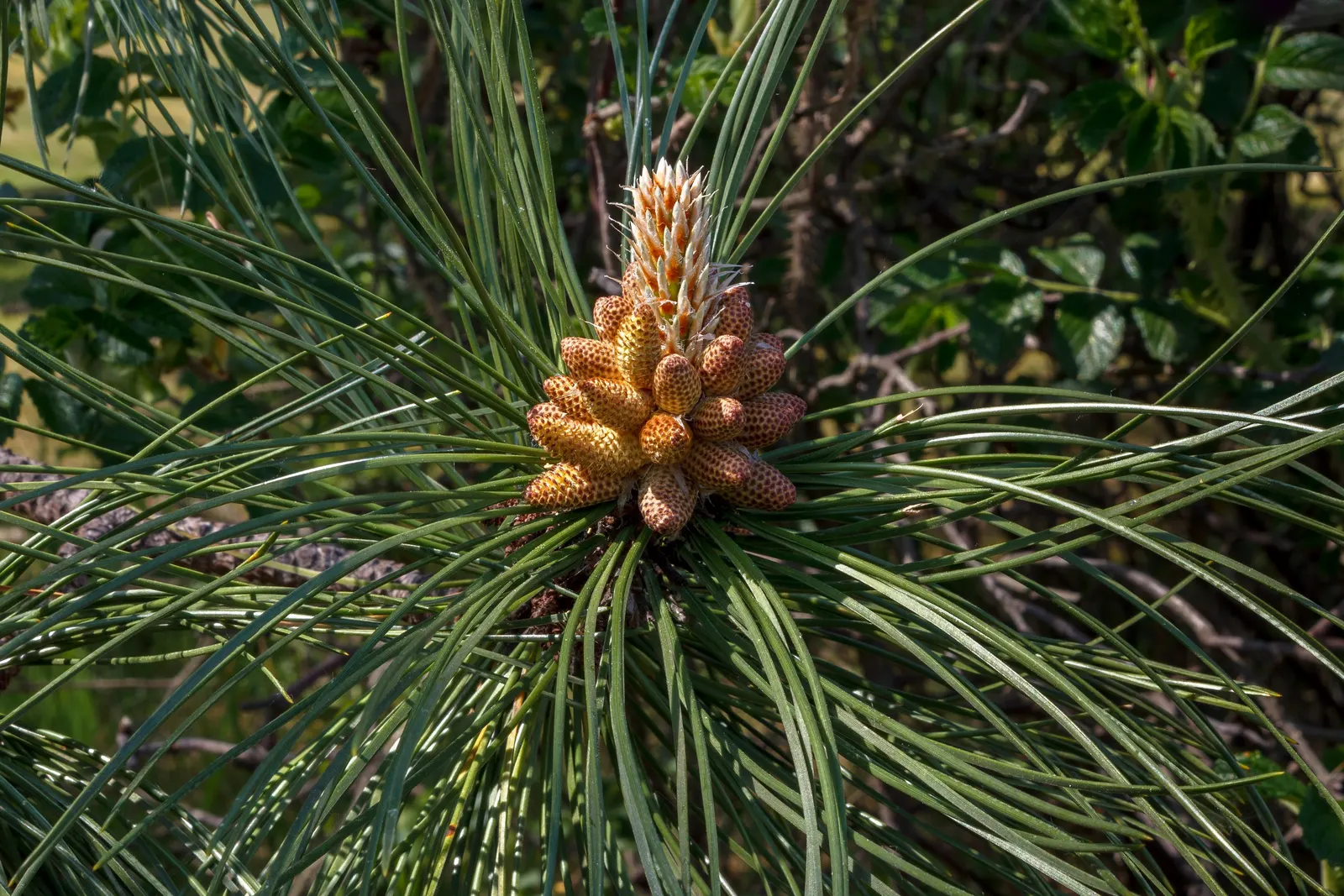 Ponderosa Pine (Pinus Ponderosa) — Its towering trunk reaches diameters of 2-4 feet; with some mature specimens stretching up to 250 feet under, image 56
