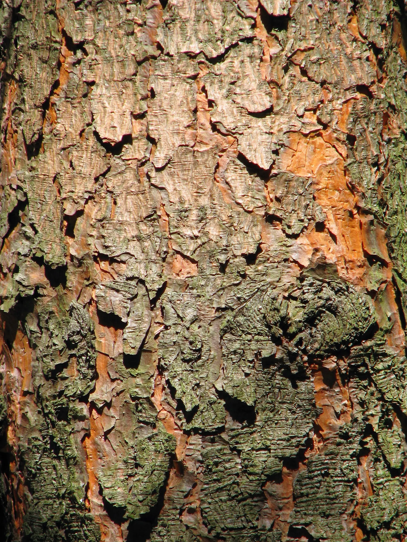 Ponderosa Pine (Pinus Ponderosa) — The Ponderosa Pine possesses a long; scientifically known as *Pinus ponderosa*, image 67