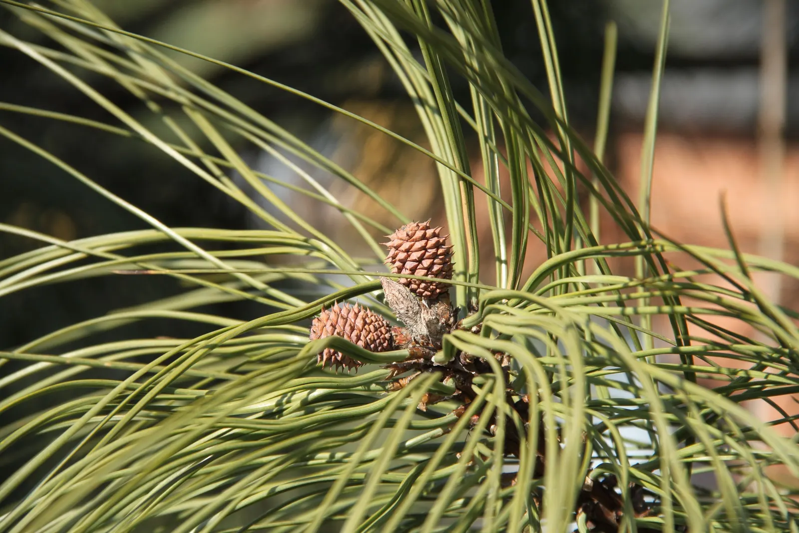 Ponderosa Pine (Pinus Ponderosa) — well-suited for expansive landscapes; hardy to USDA zones 3-7, it's ideal for large spaces, offering a stately, image 63