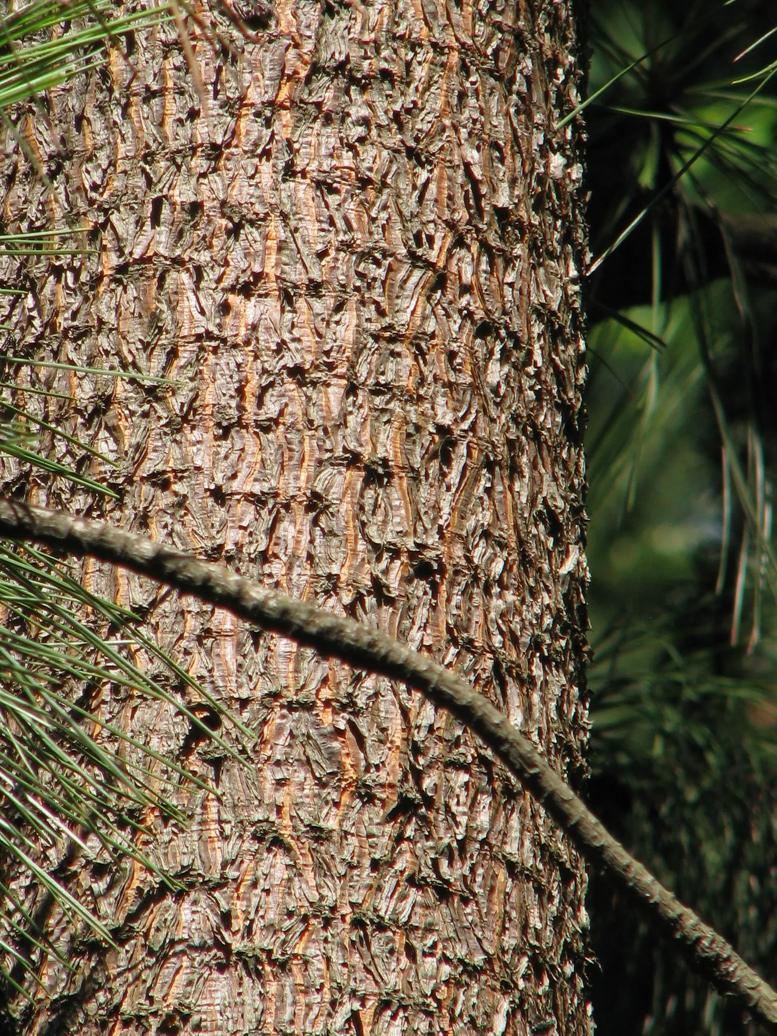 Ponderosa Pine (Pinus Ponderosa) — which becomes more irregular with age.<br><br>Noteworthy for its rugged bark; making it an exceptional choice for areas with