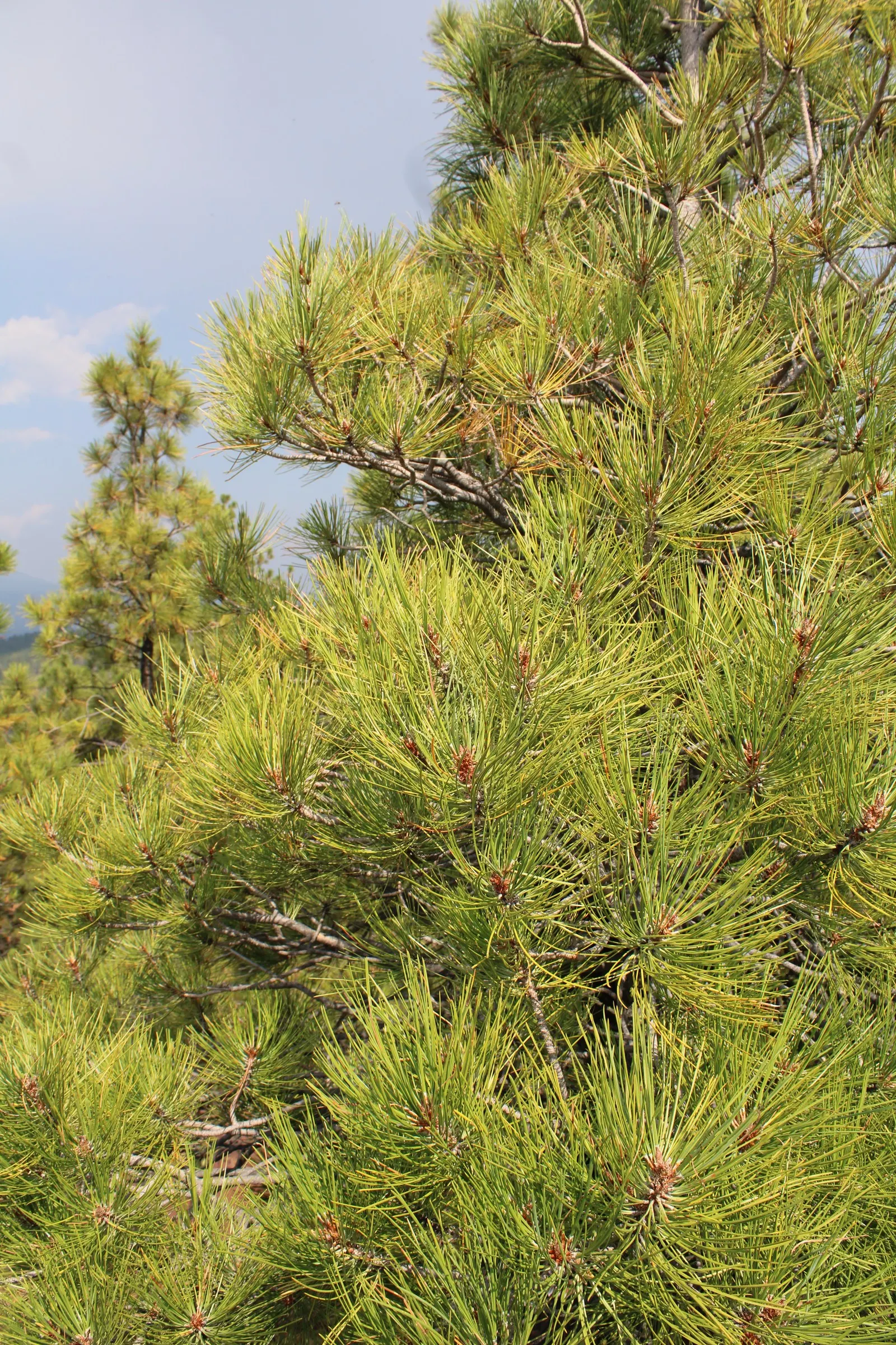 Ponderosa Pine (Pinus Ponderosa) — The Ponderosa Pine (Pinus ponderosa), an impressive evergreen, towers to majestic heights of 60-125 feet; slender needles up