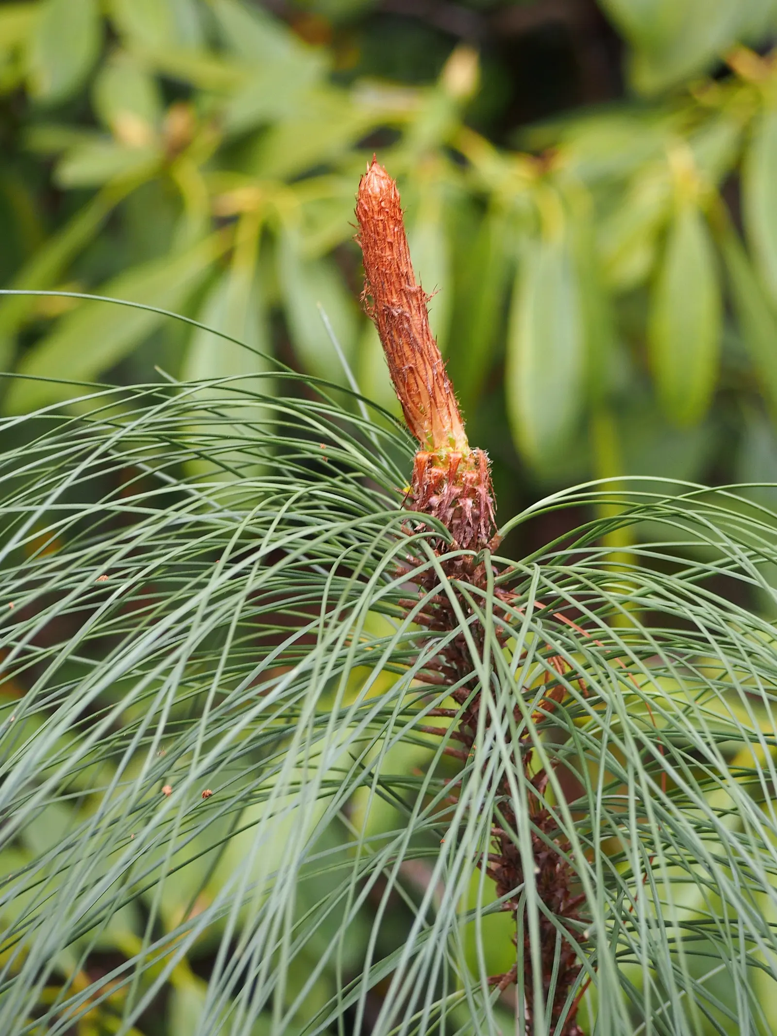 Ponderosa Pine (Pinus Ponderosa) — scientifically known as *Pinus ponderosa*